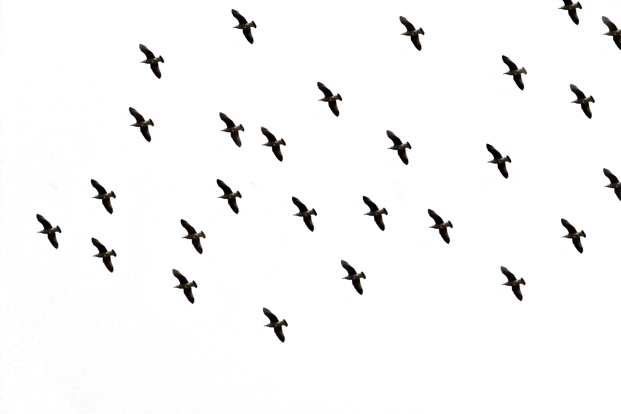 bird, bird flight, dom, in flight, picture, sky, animal themes