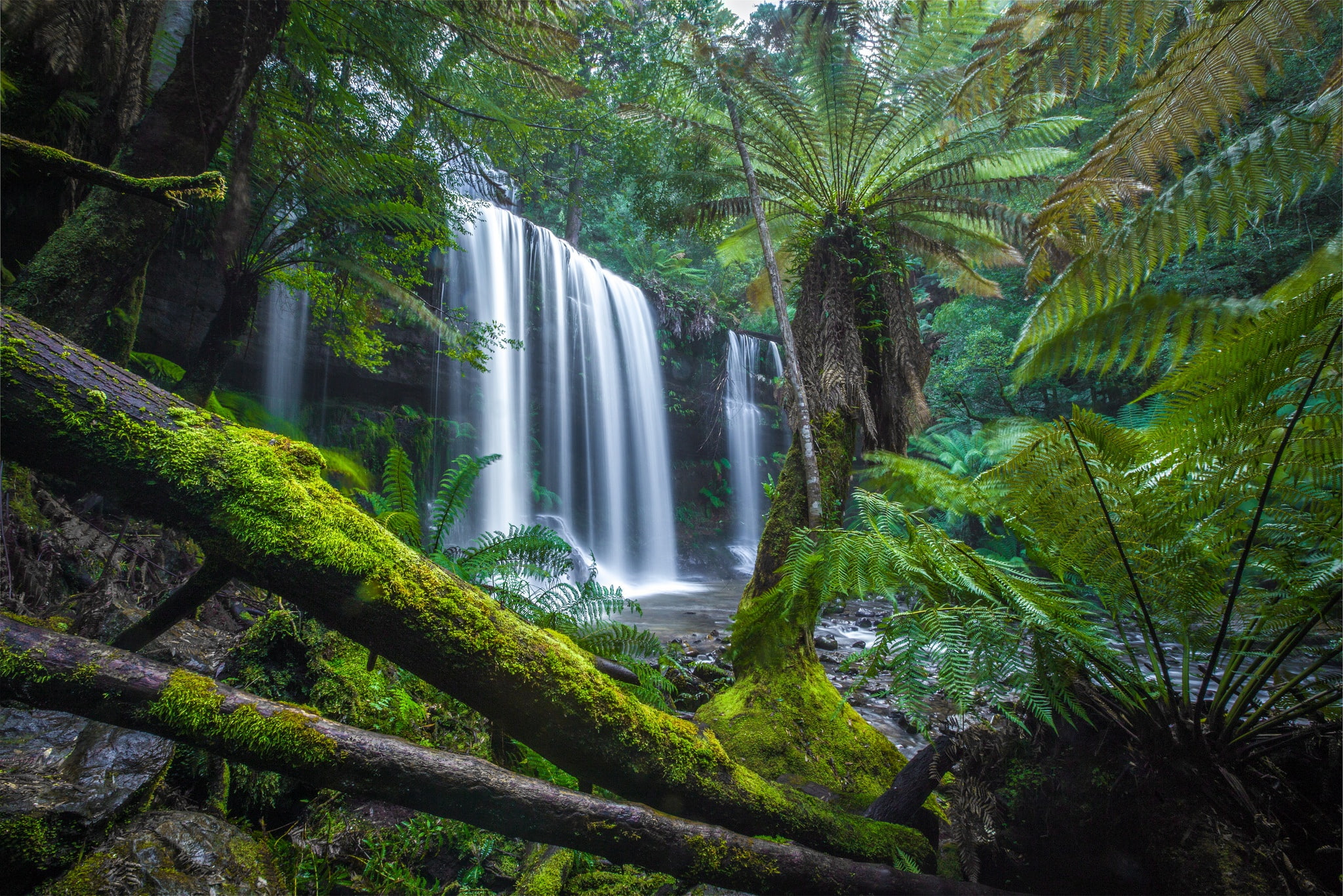 forest, waterfall, moss, Australia, fern, logs, Tasmania, Mount Field National Park