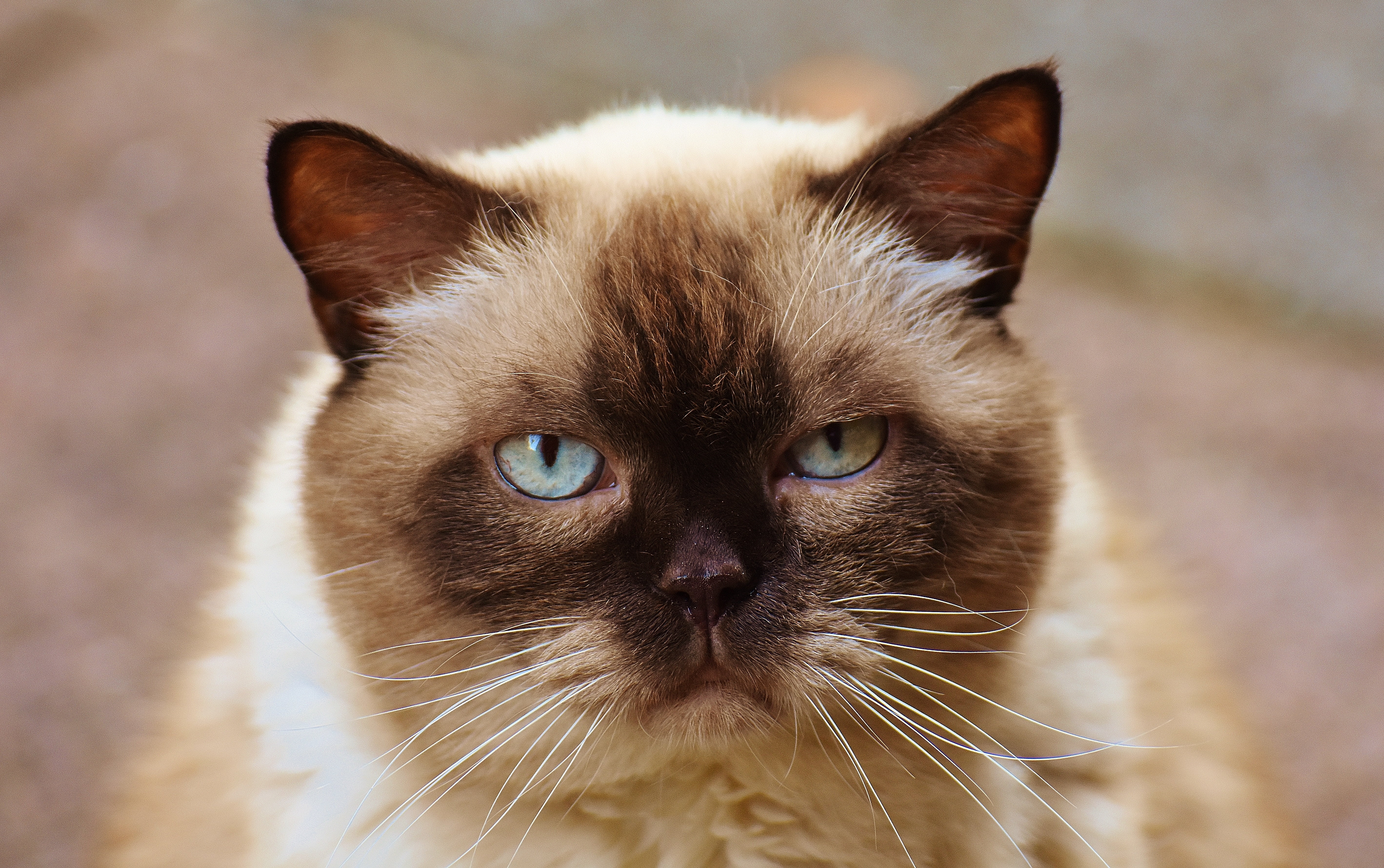 Siamese cat, british shorthair cat, muzzle, beautiful, pets, domestic Cat