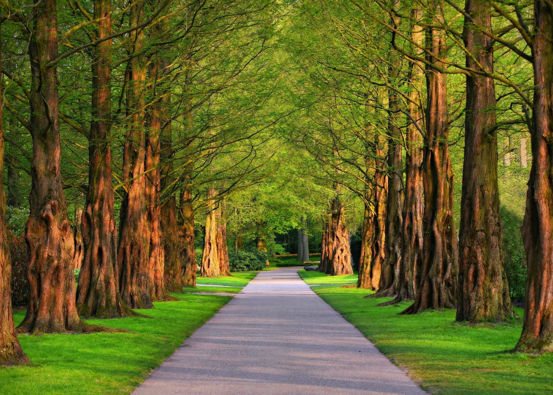 Man Made, Path, Park, Tree