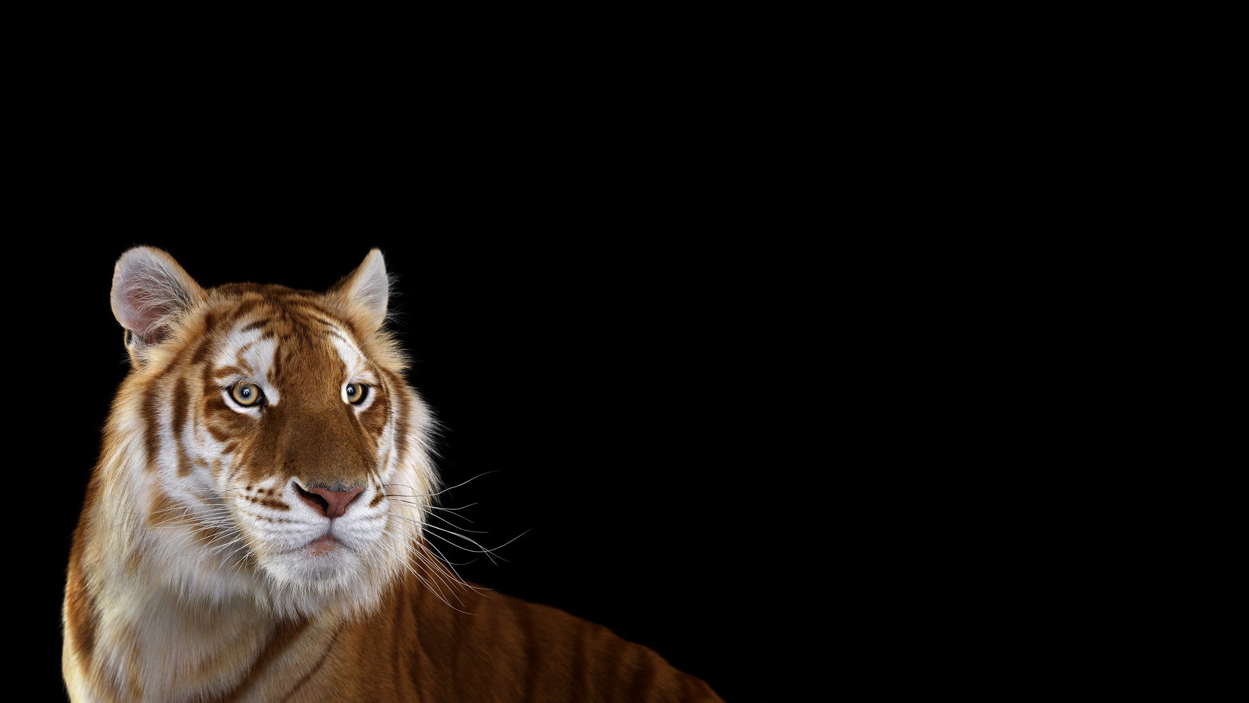 Photography, Mammals, Big Cat, Tiger, 2560x1440
