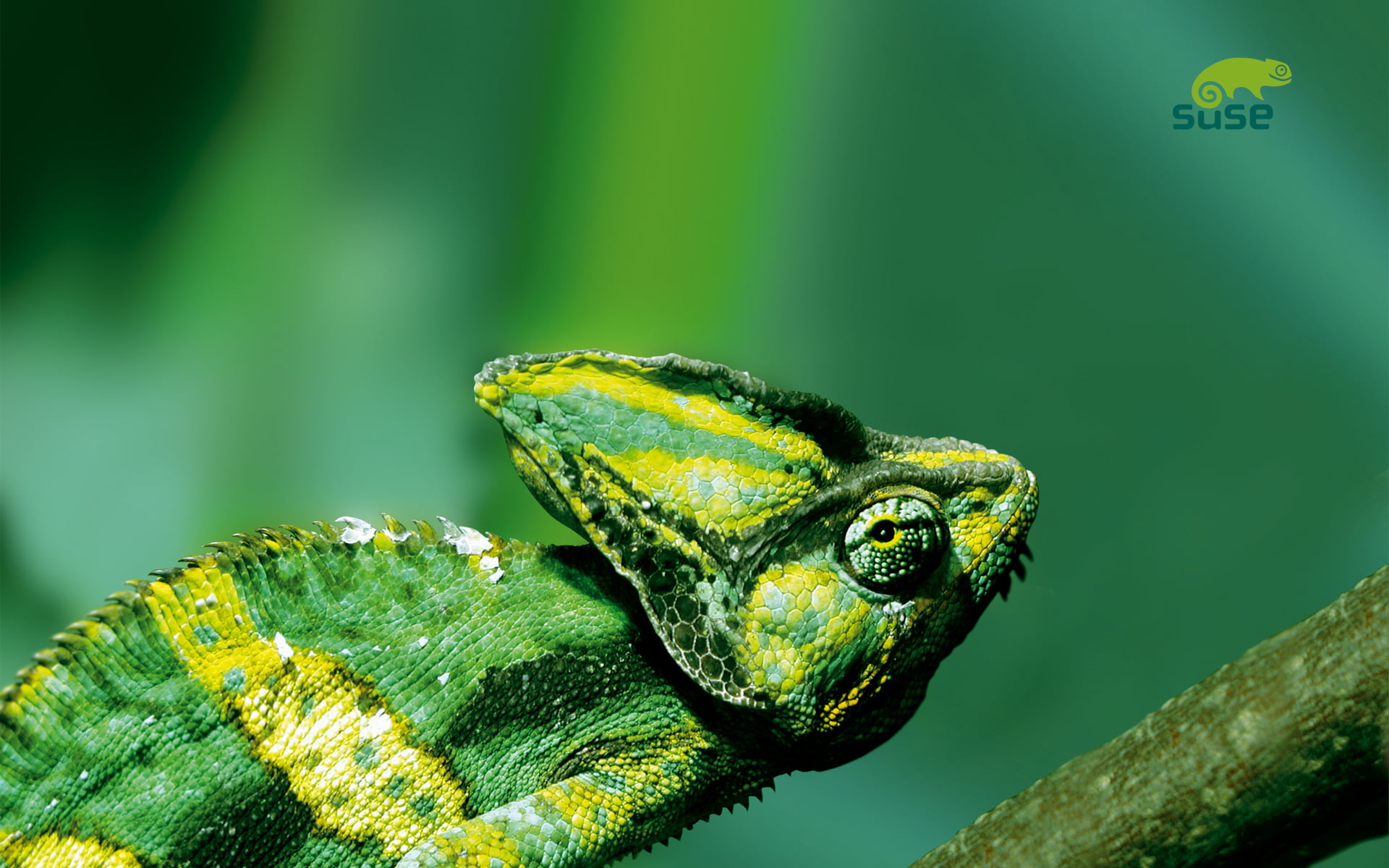 openSUSE, Suse Linux