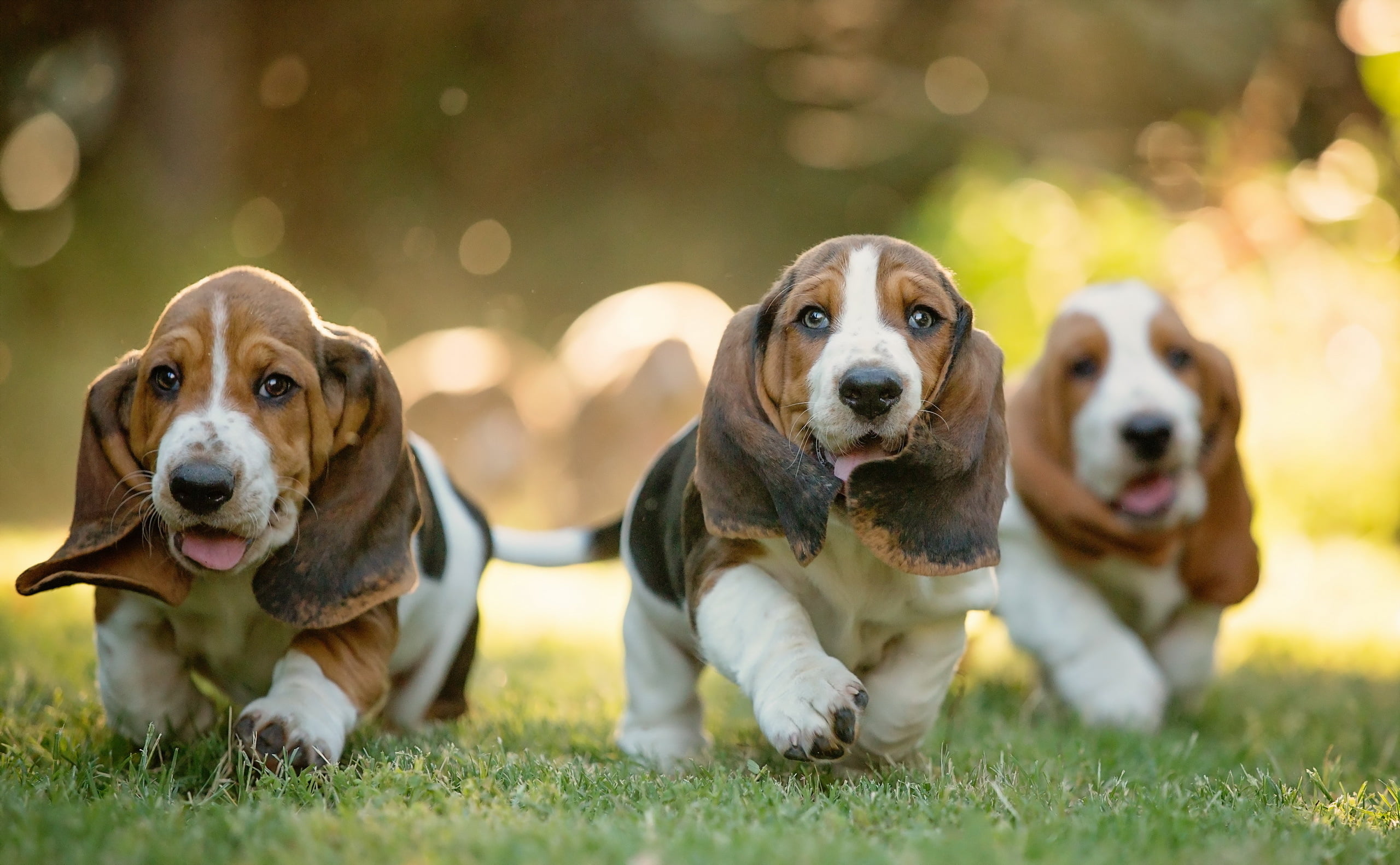 brown basset hound puppies, dachshund, dogs, grass, walk, pets