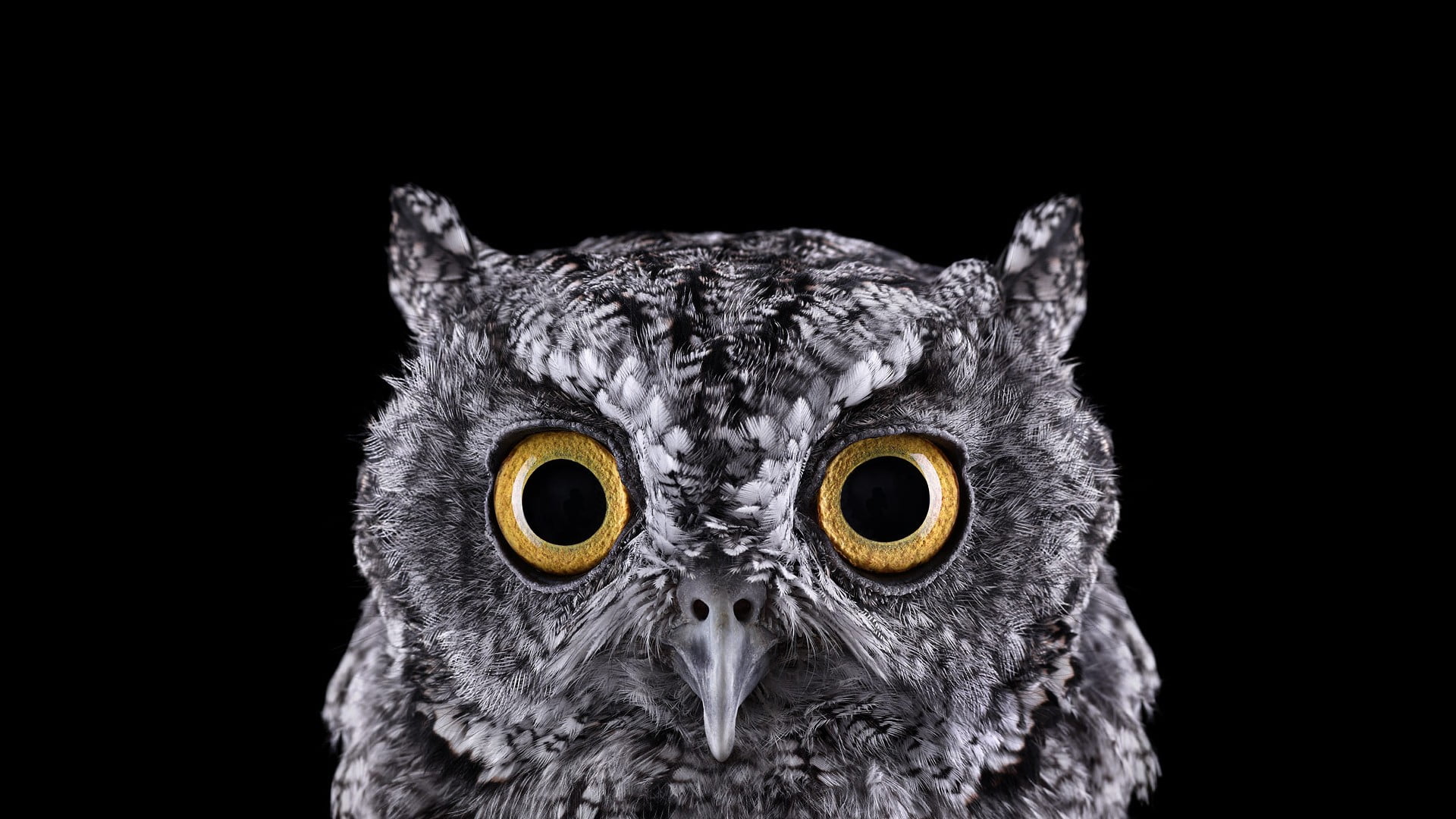 grey owl, selective focus photograph of owl face, photography