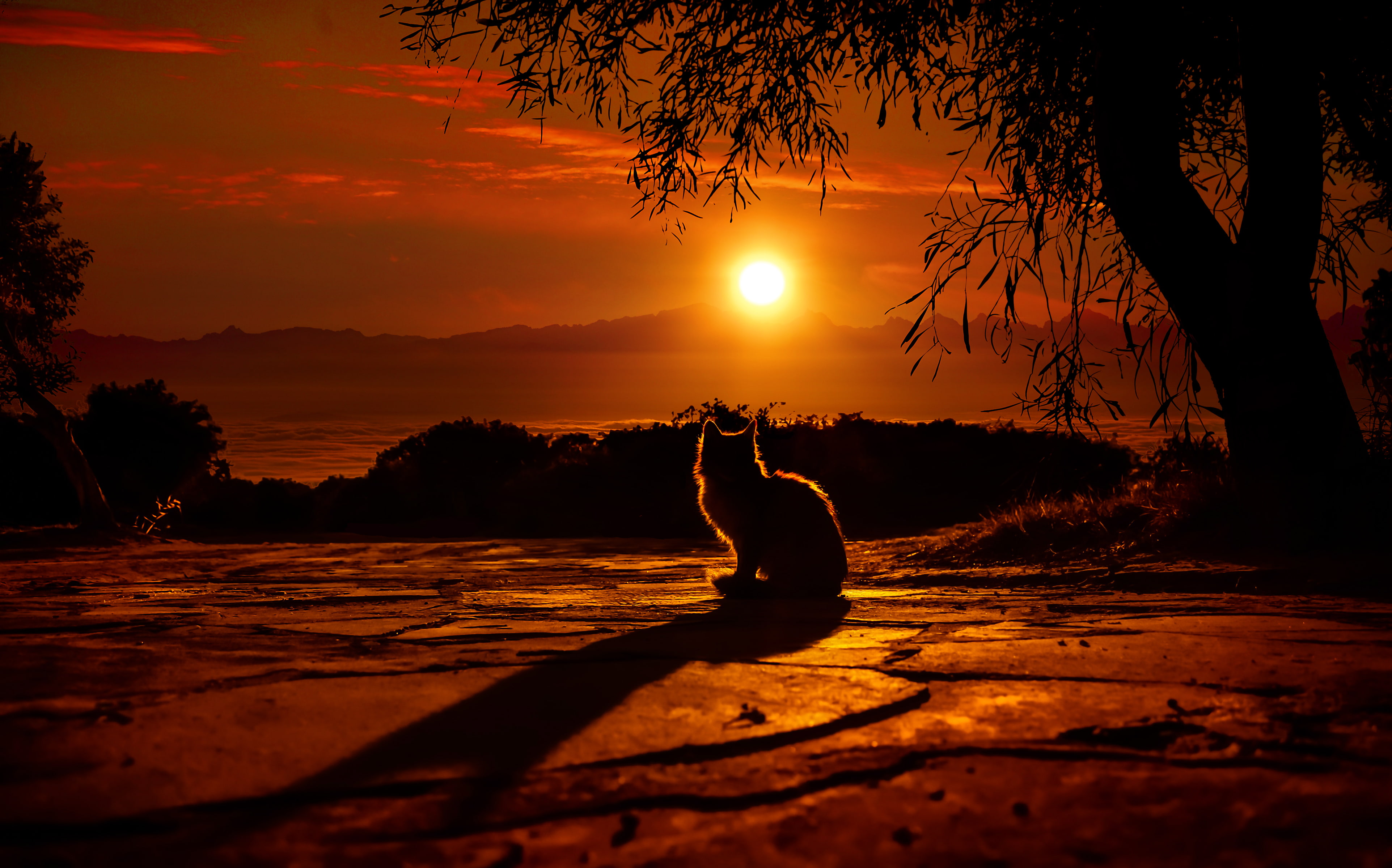 Sunset, 4K, Cat, Silhouette