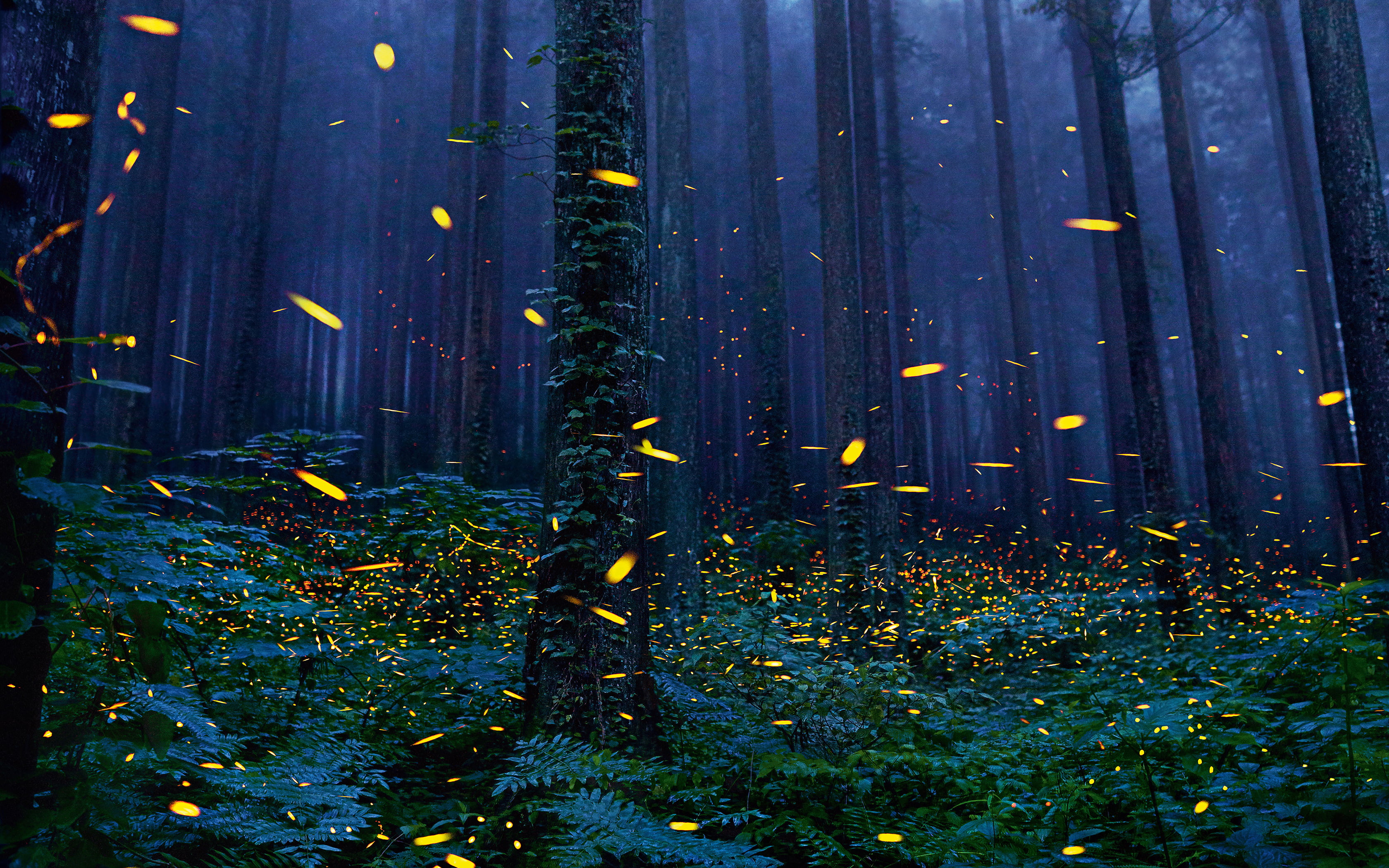forest field, fireflies, les-tuman-paportniki, no people, plant