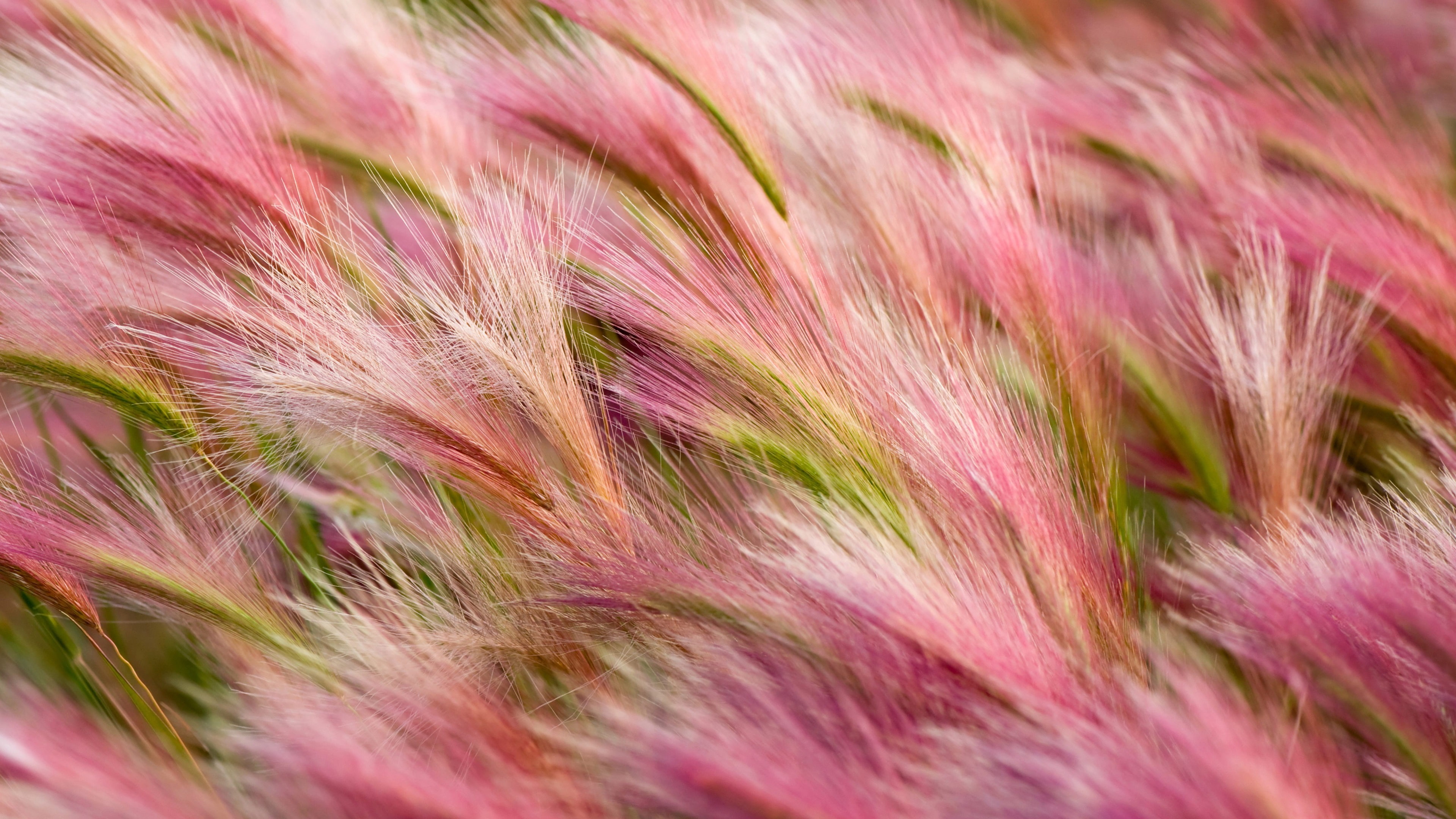 foxtail barley 4k  picture hd