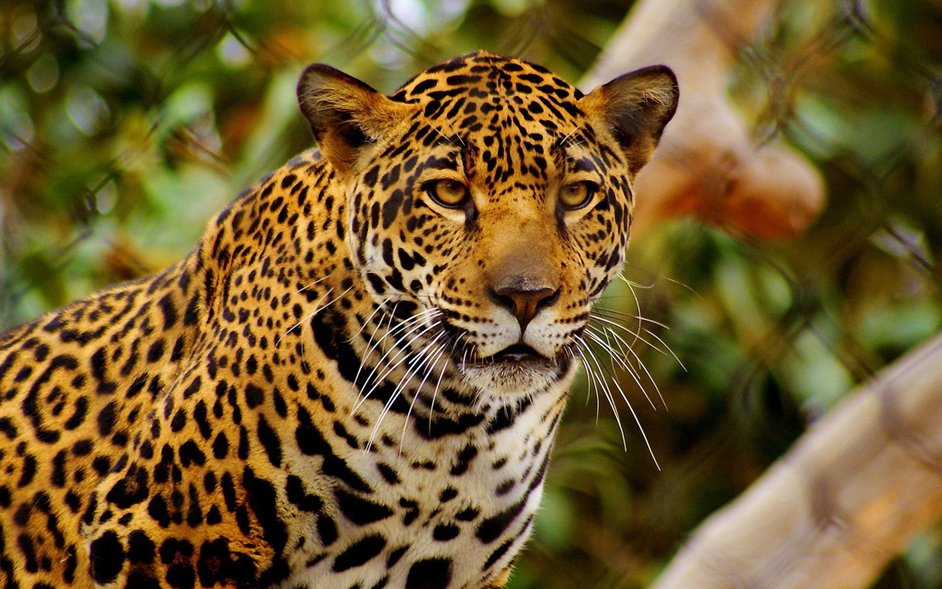 Jaguar in the zoo