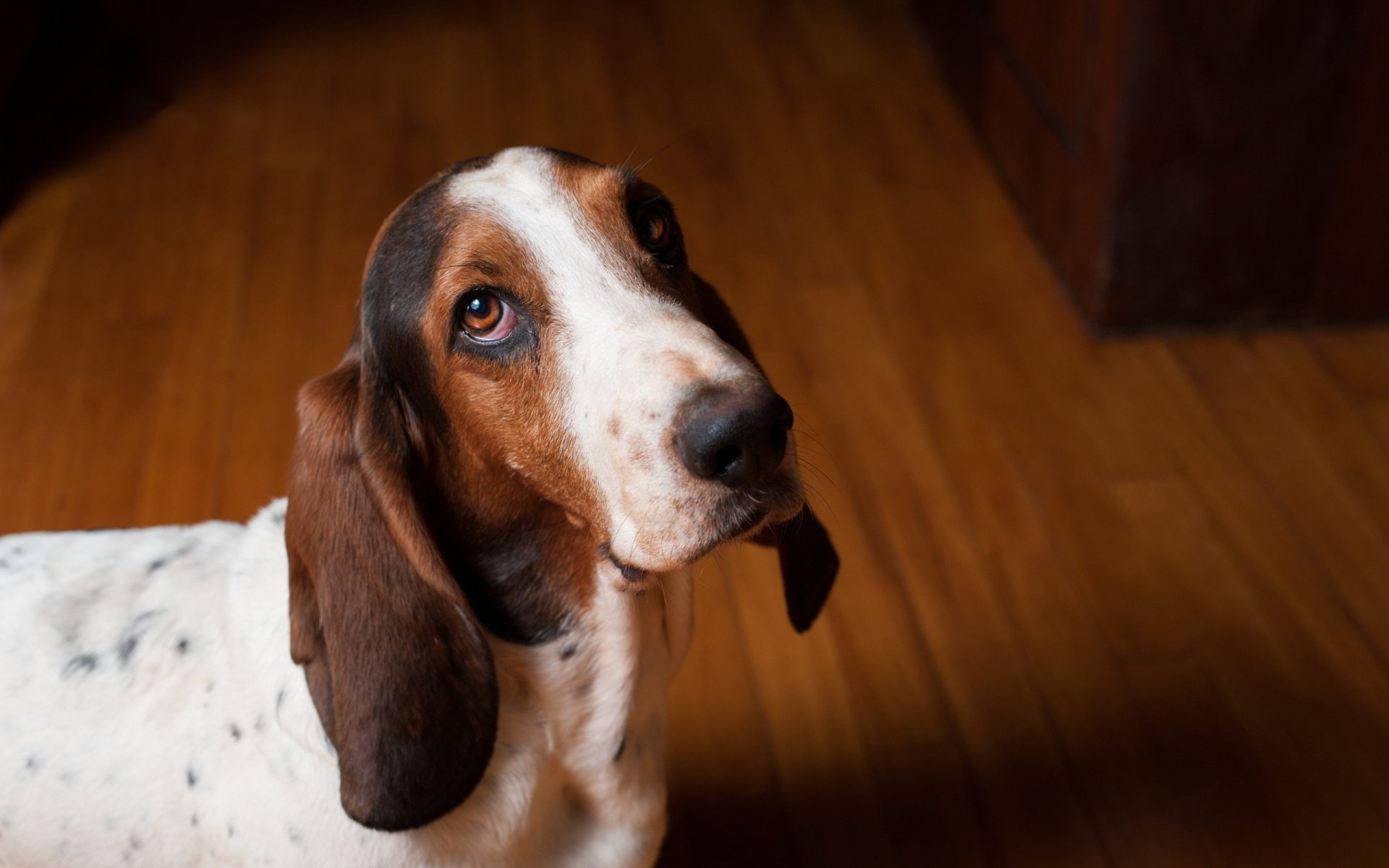 Dogs, Basset Hound, one animal, canine, domestic, domestic animals