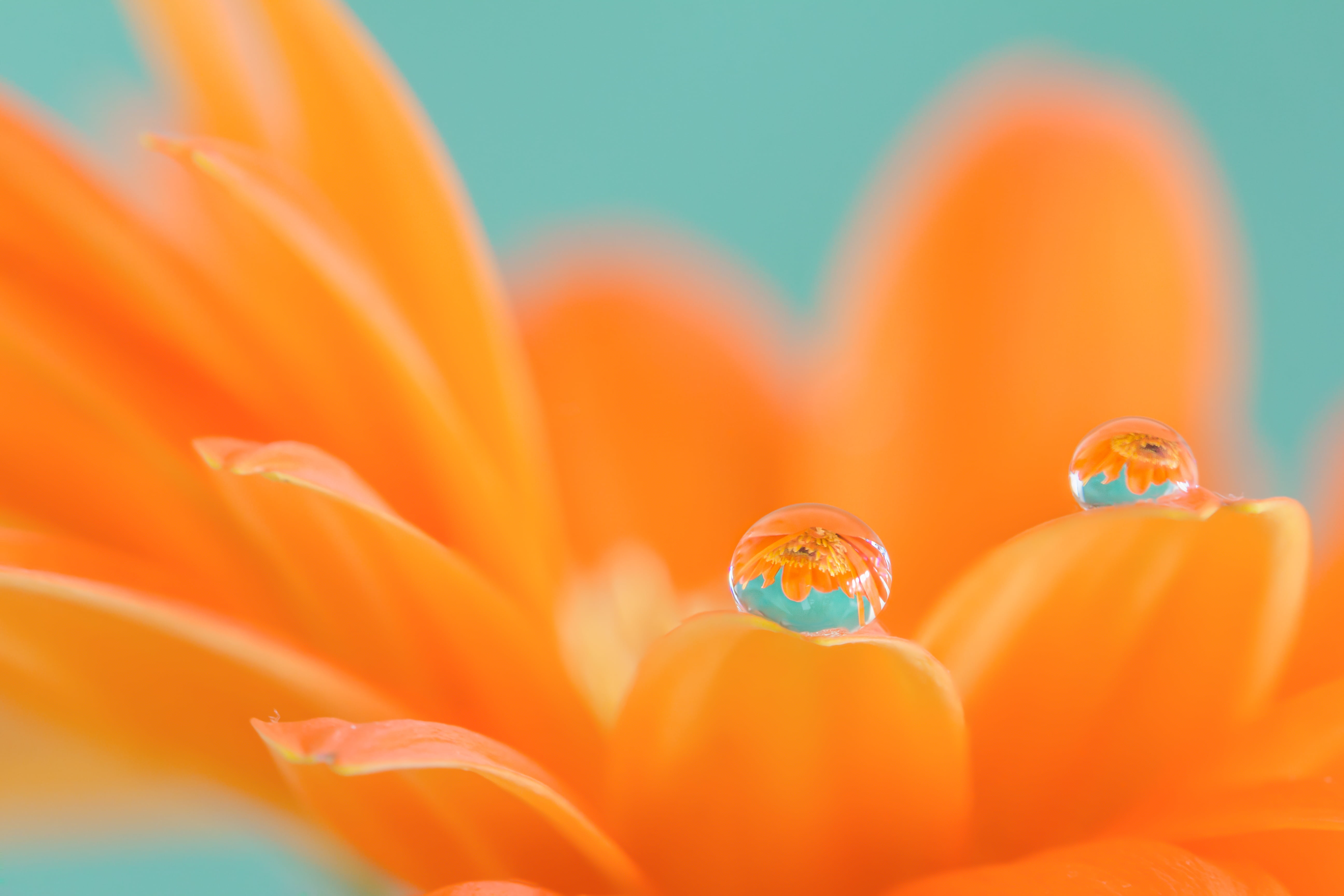 orange Daisy flower in bloom with dew drop, gerbera, gerbera