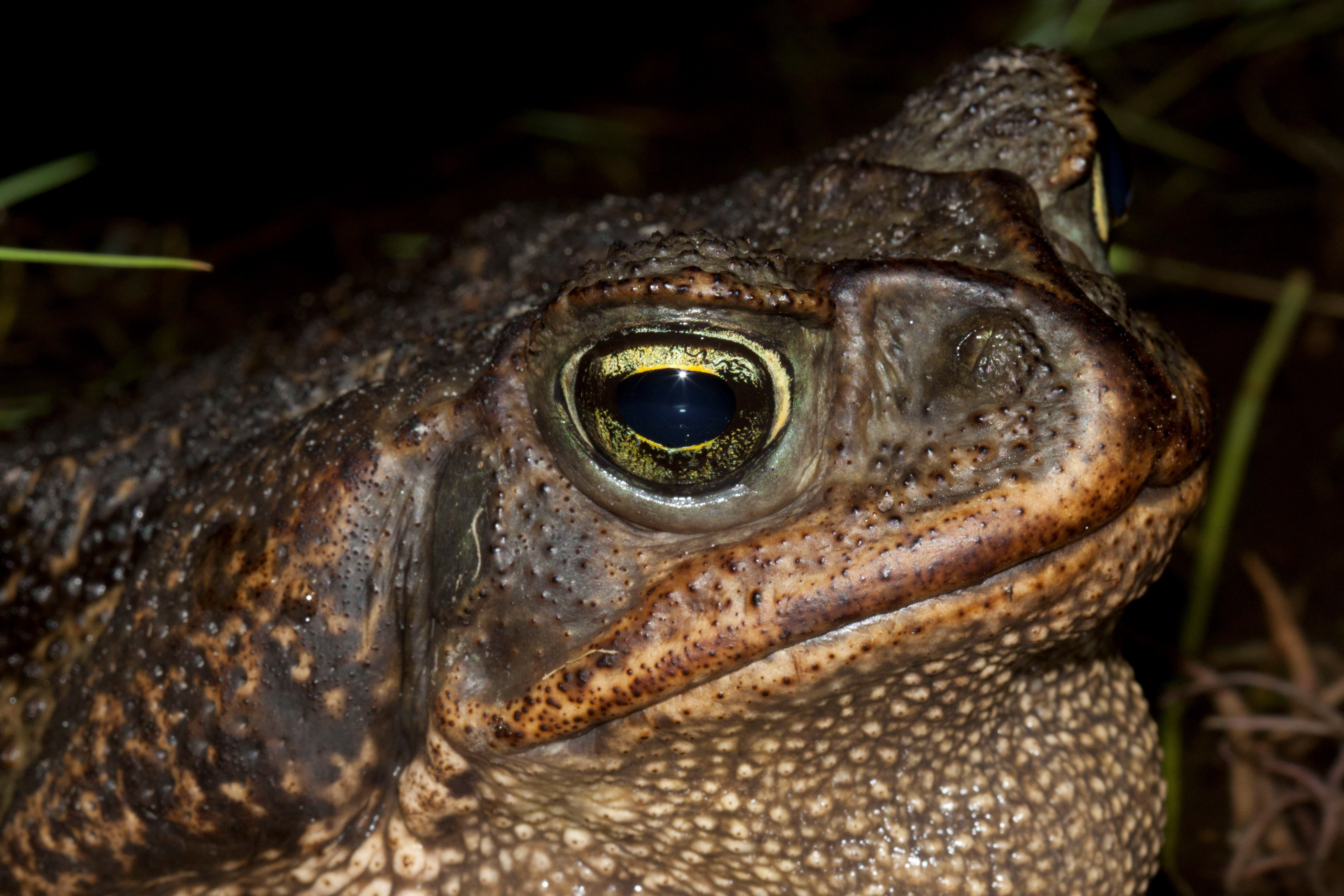 toad
