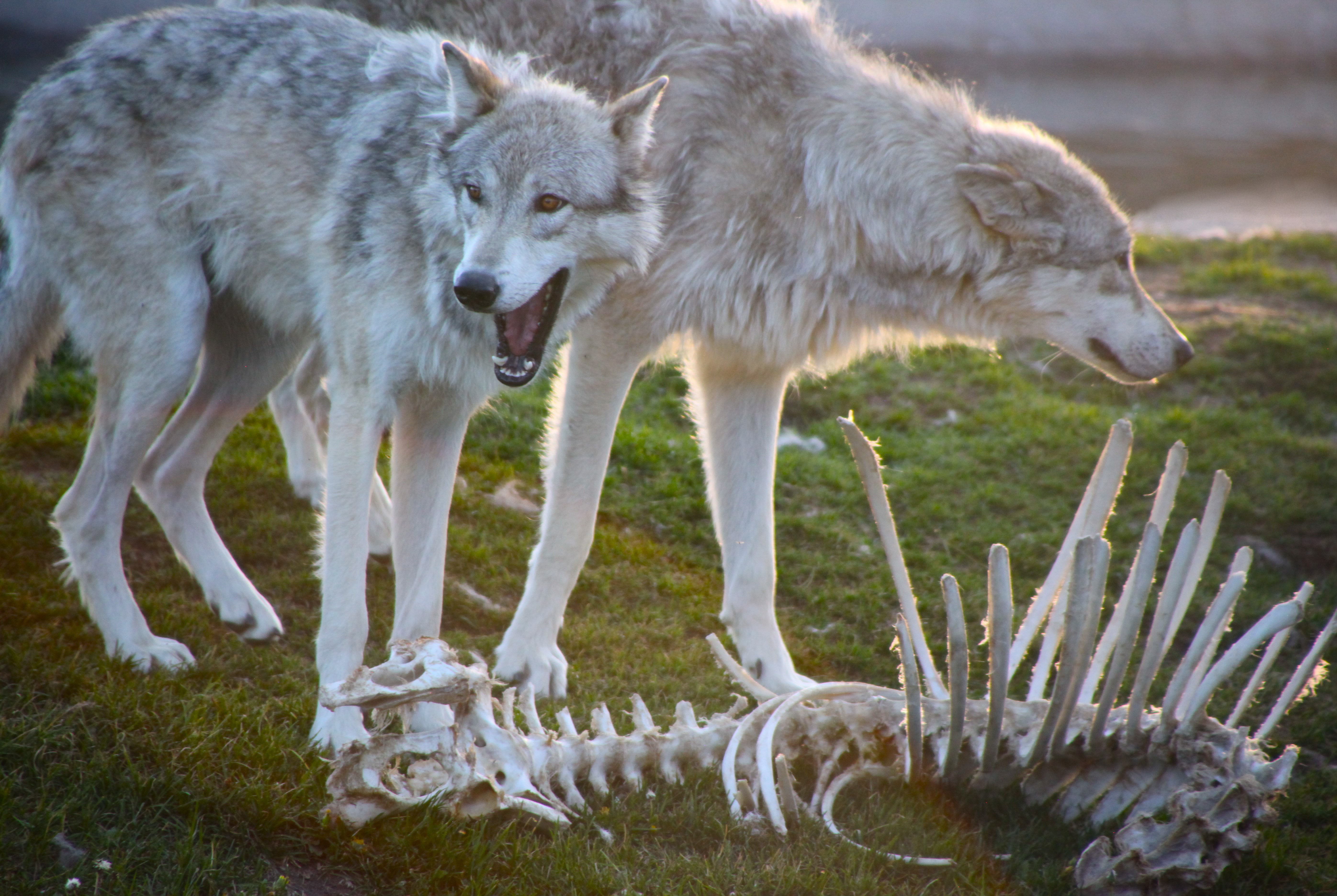 wolf