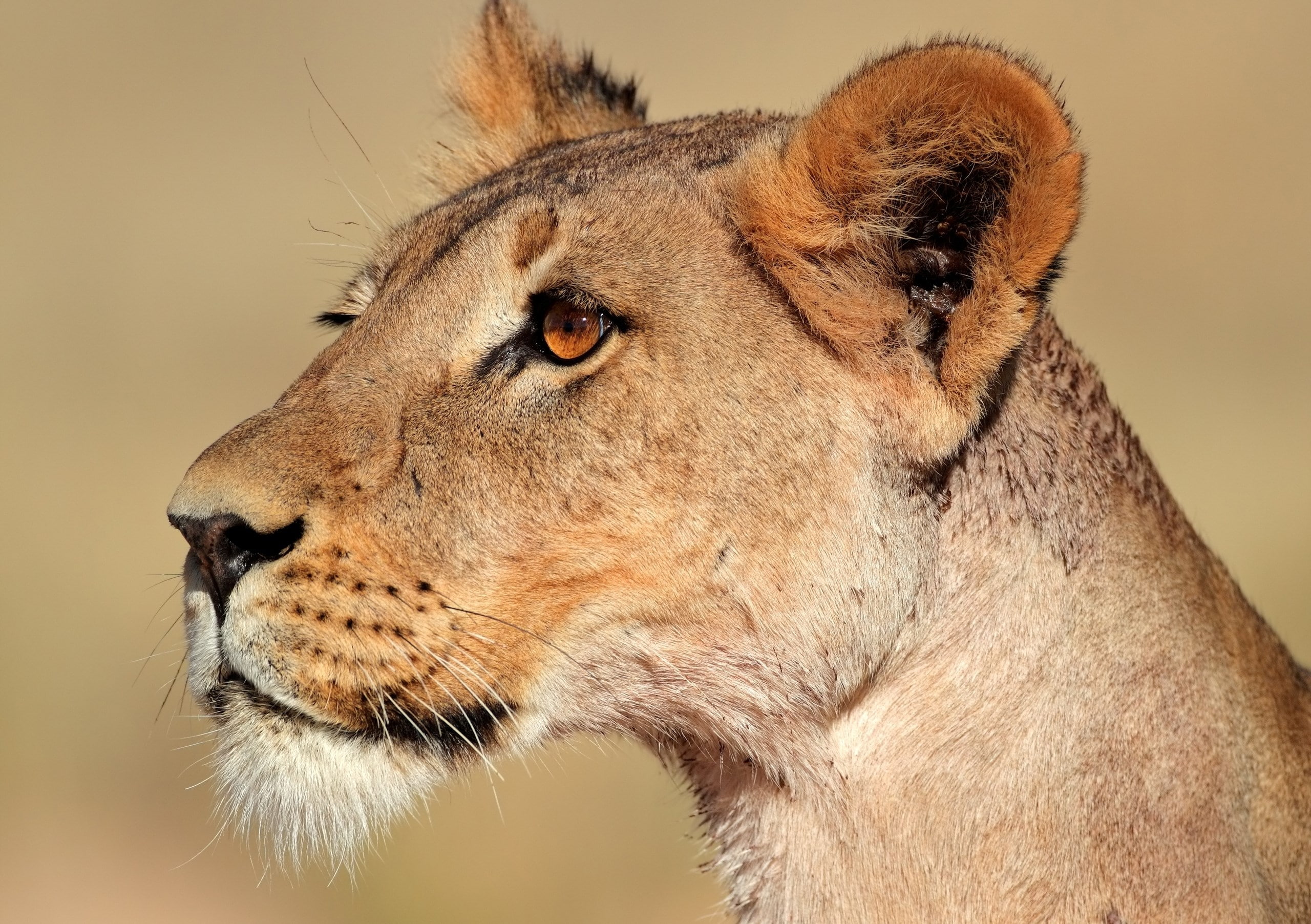 lion