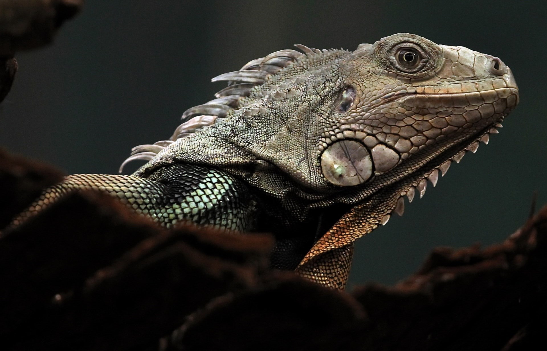 iguana