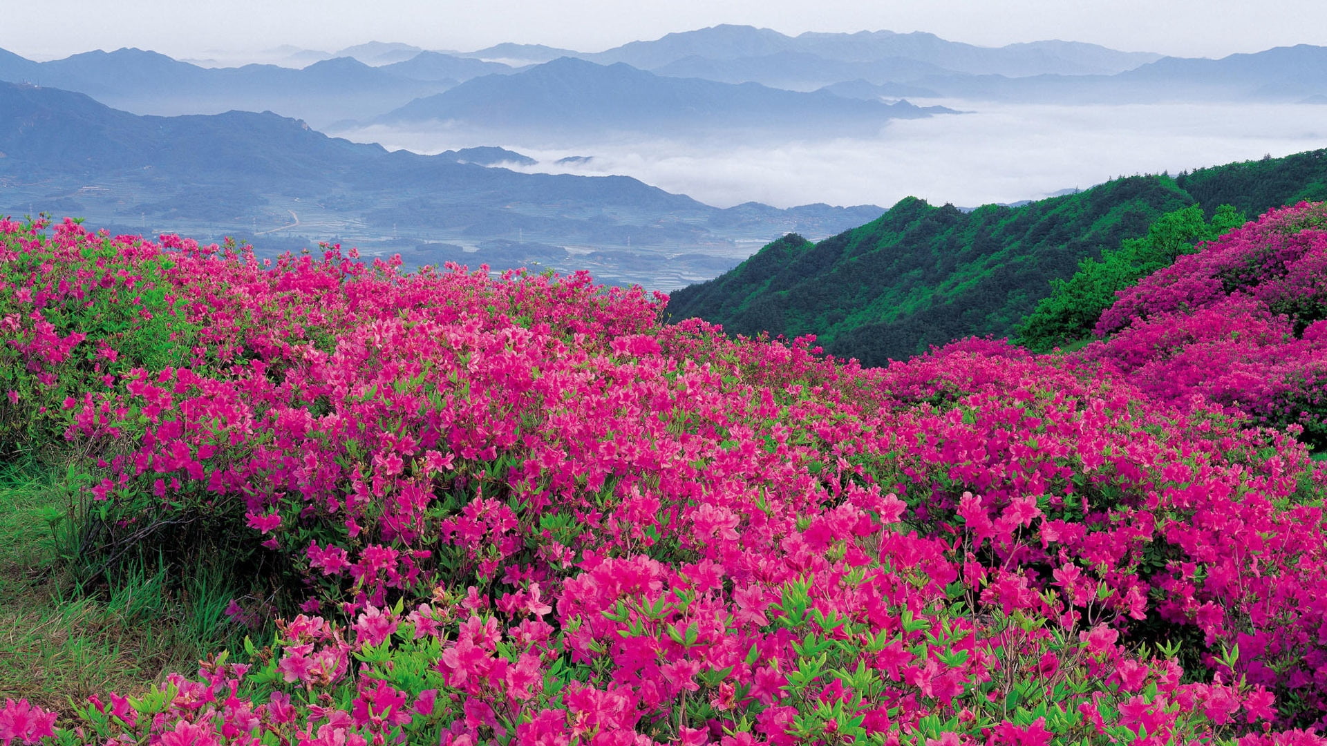 pink azalea flowers, mountains, distance, nature, outdoors, summer