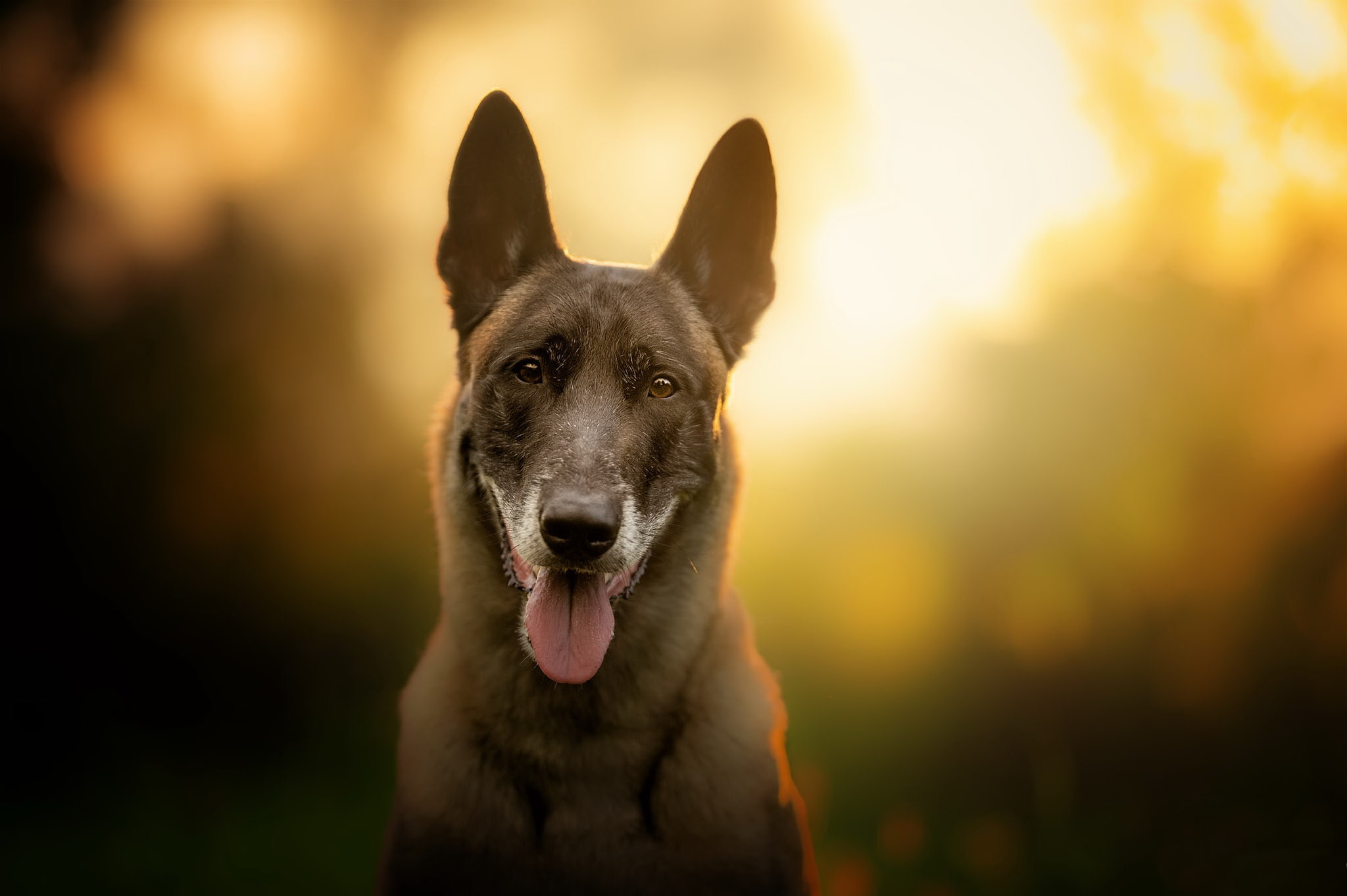 background, each, dog