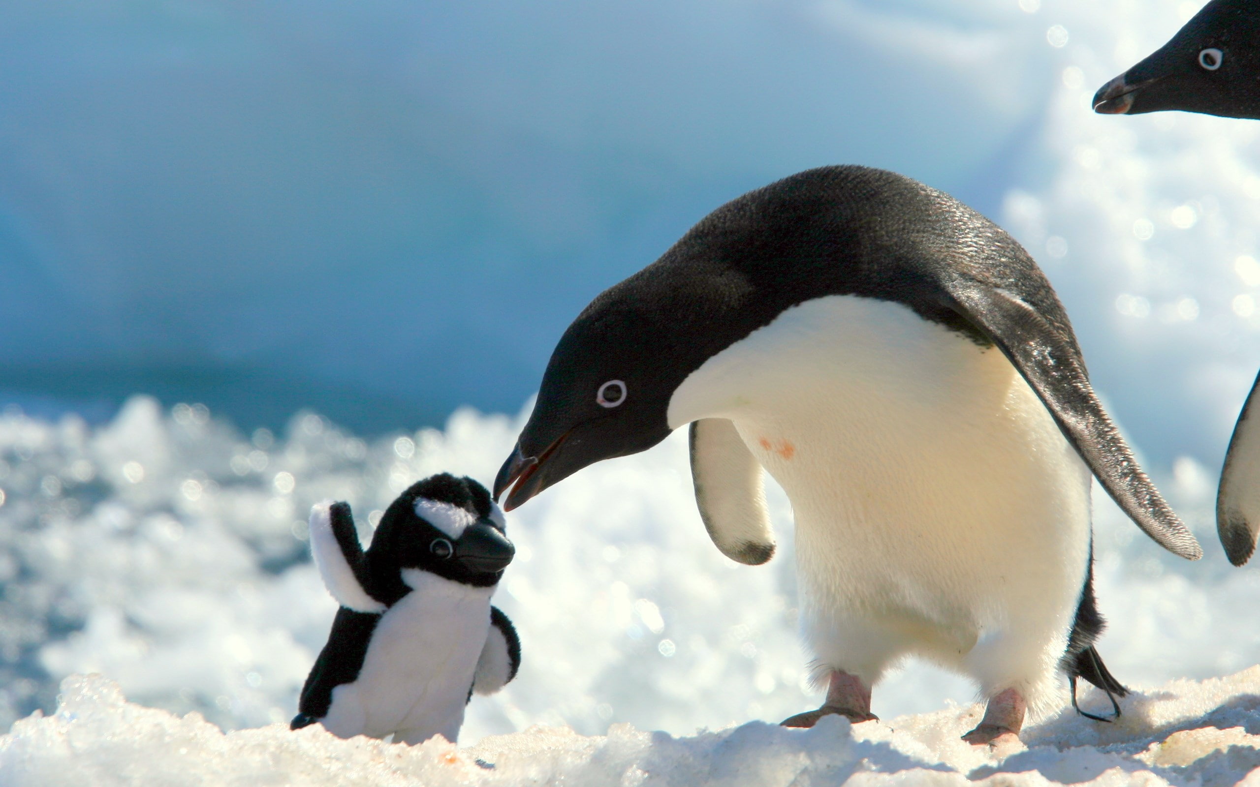 penguin