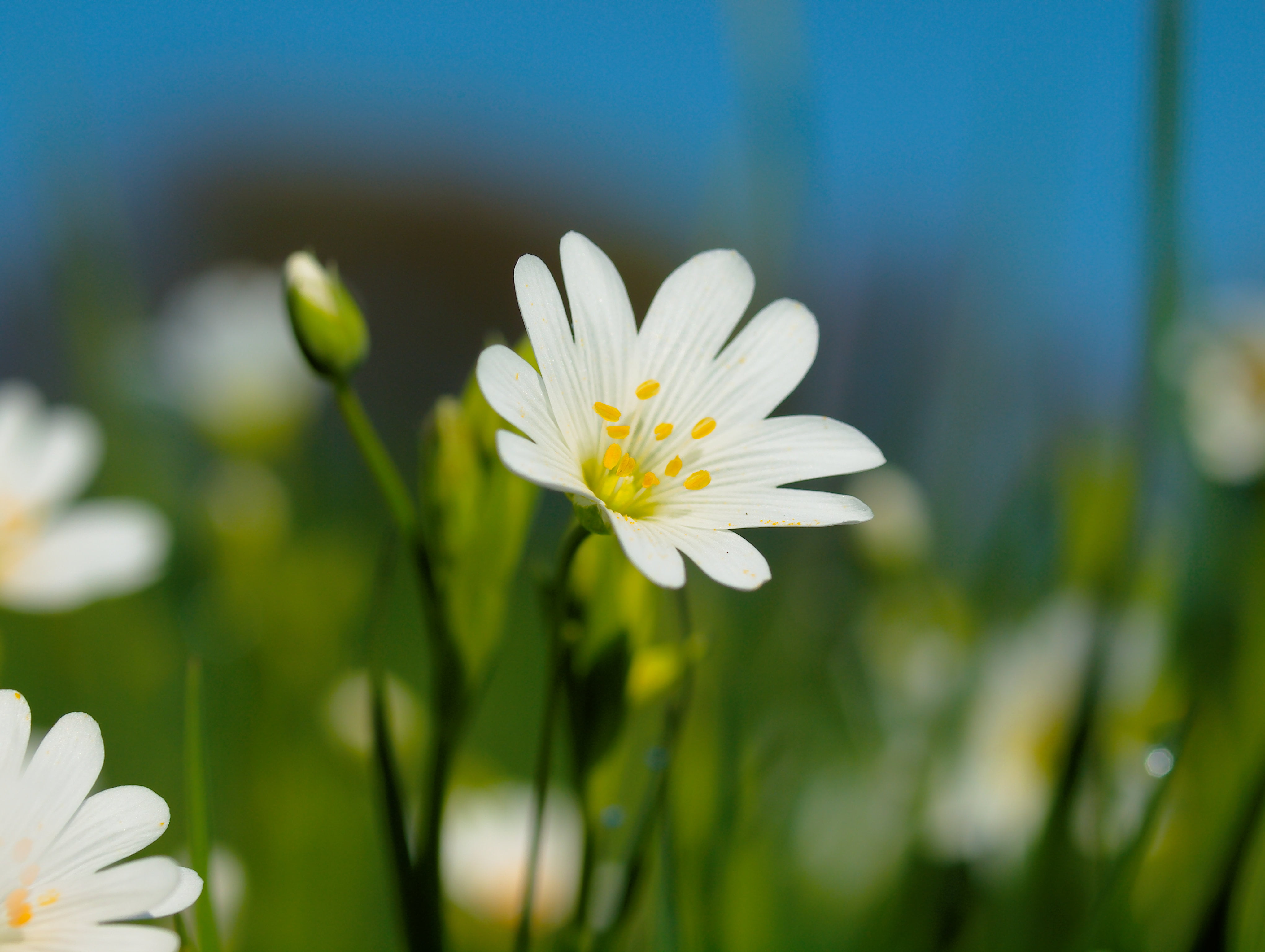 white flower, stellaria, stellaria, flower  flower, OLYMPUS, nahaufnahme