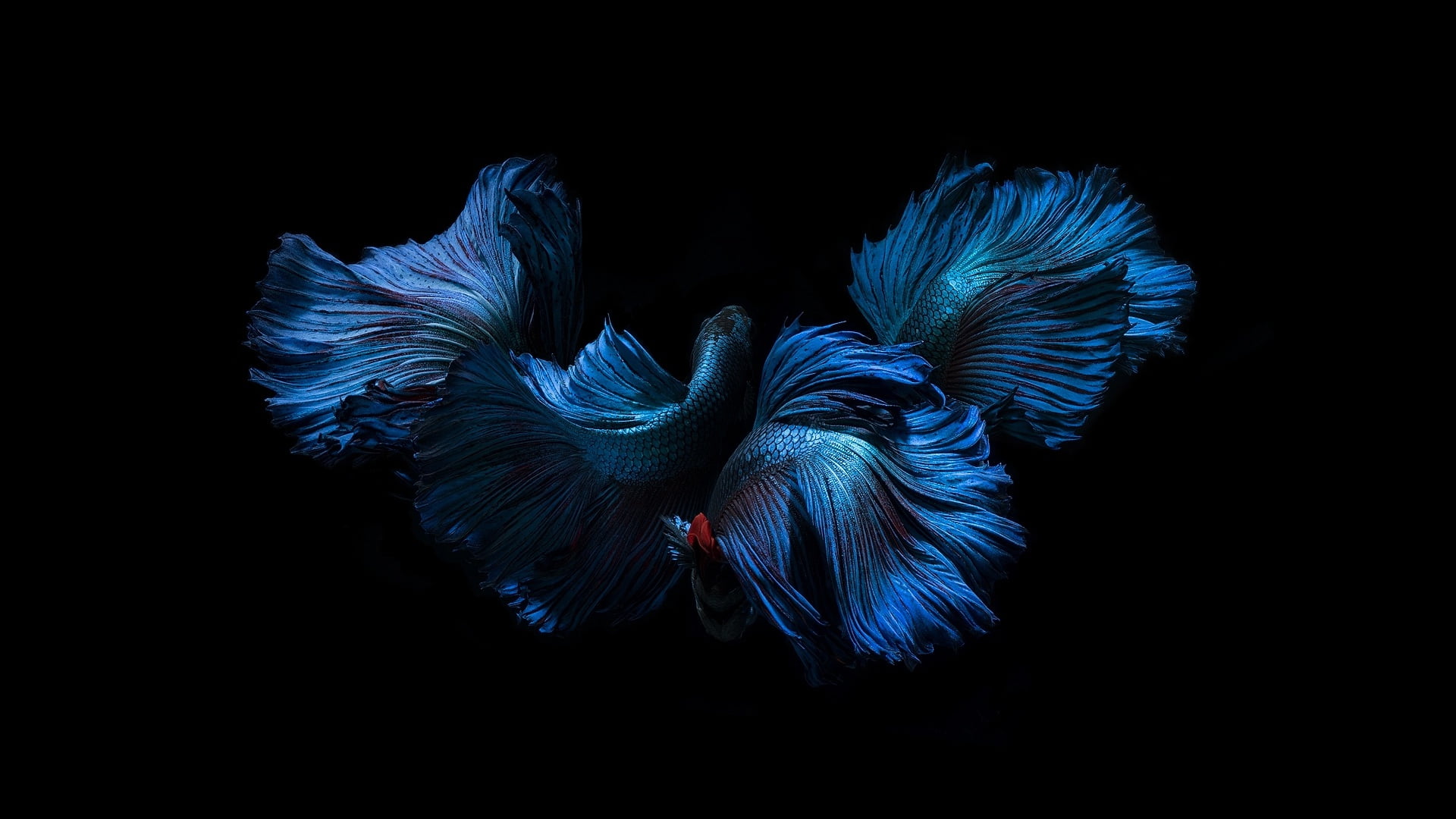 blue, color, fish, black background, fins, tails