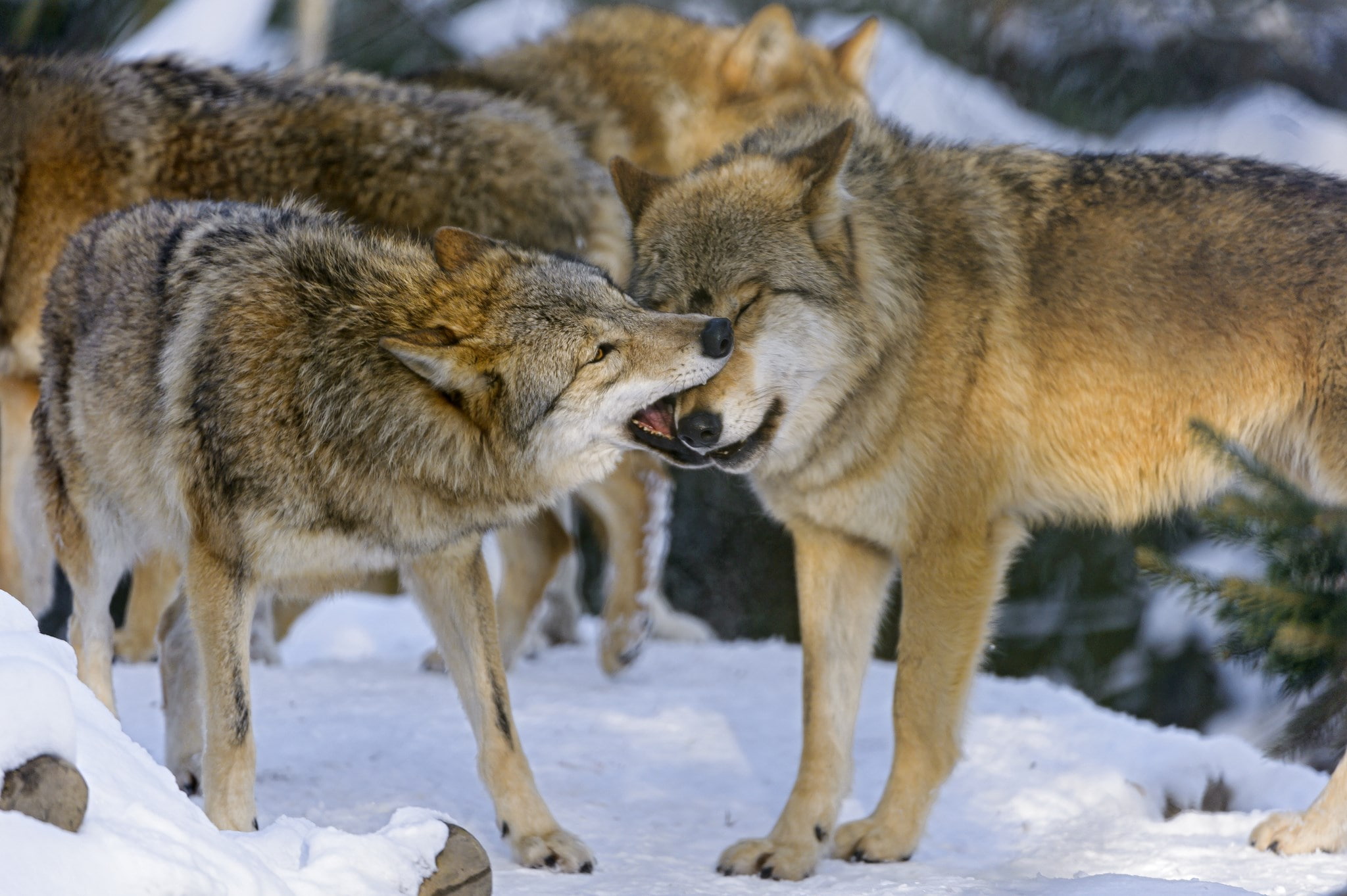 wolf