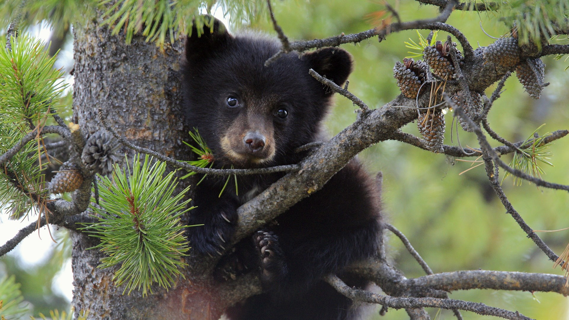 bear