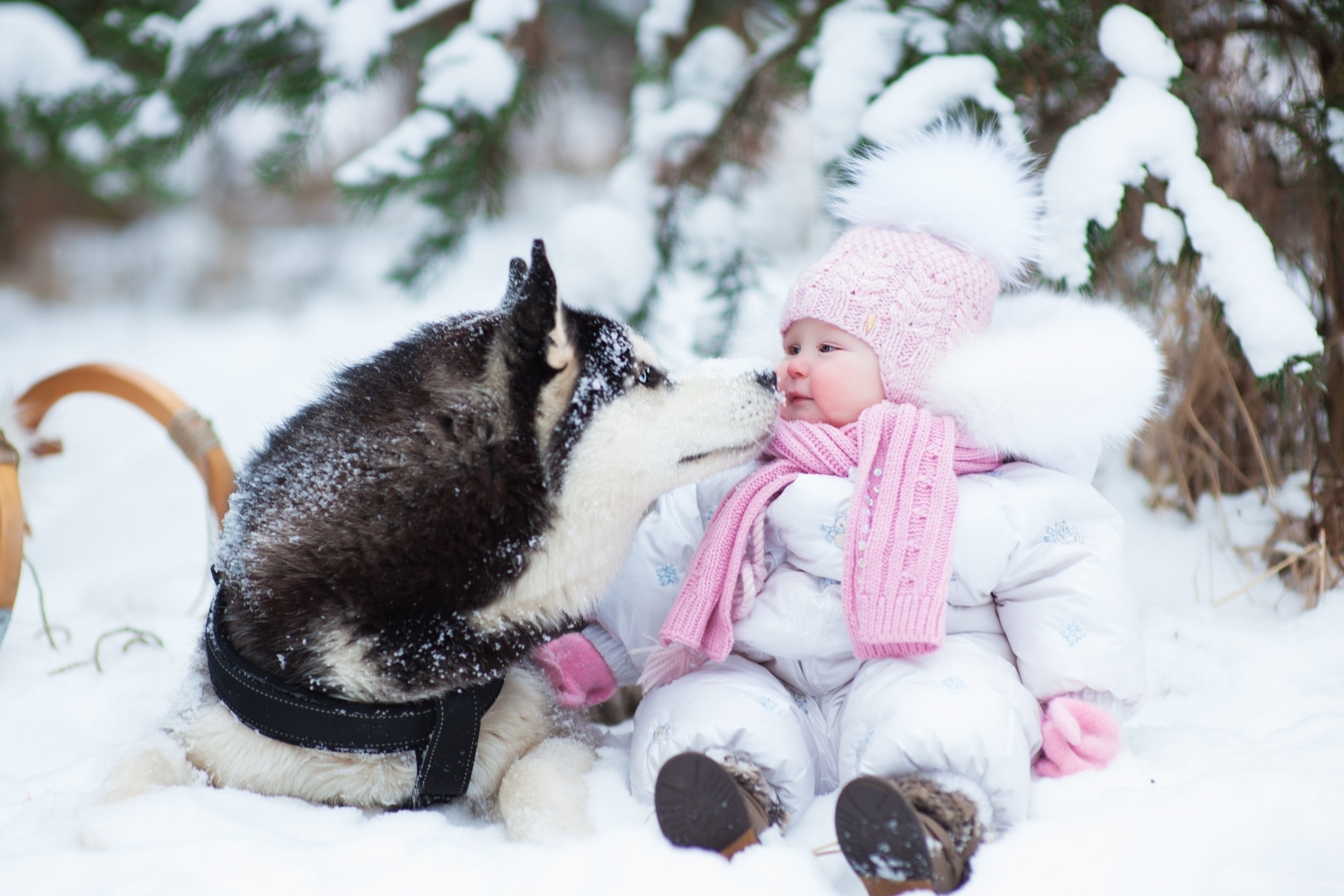 adult black and white Siberian husky, dog, child, snow, winter
