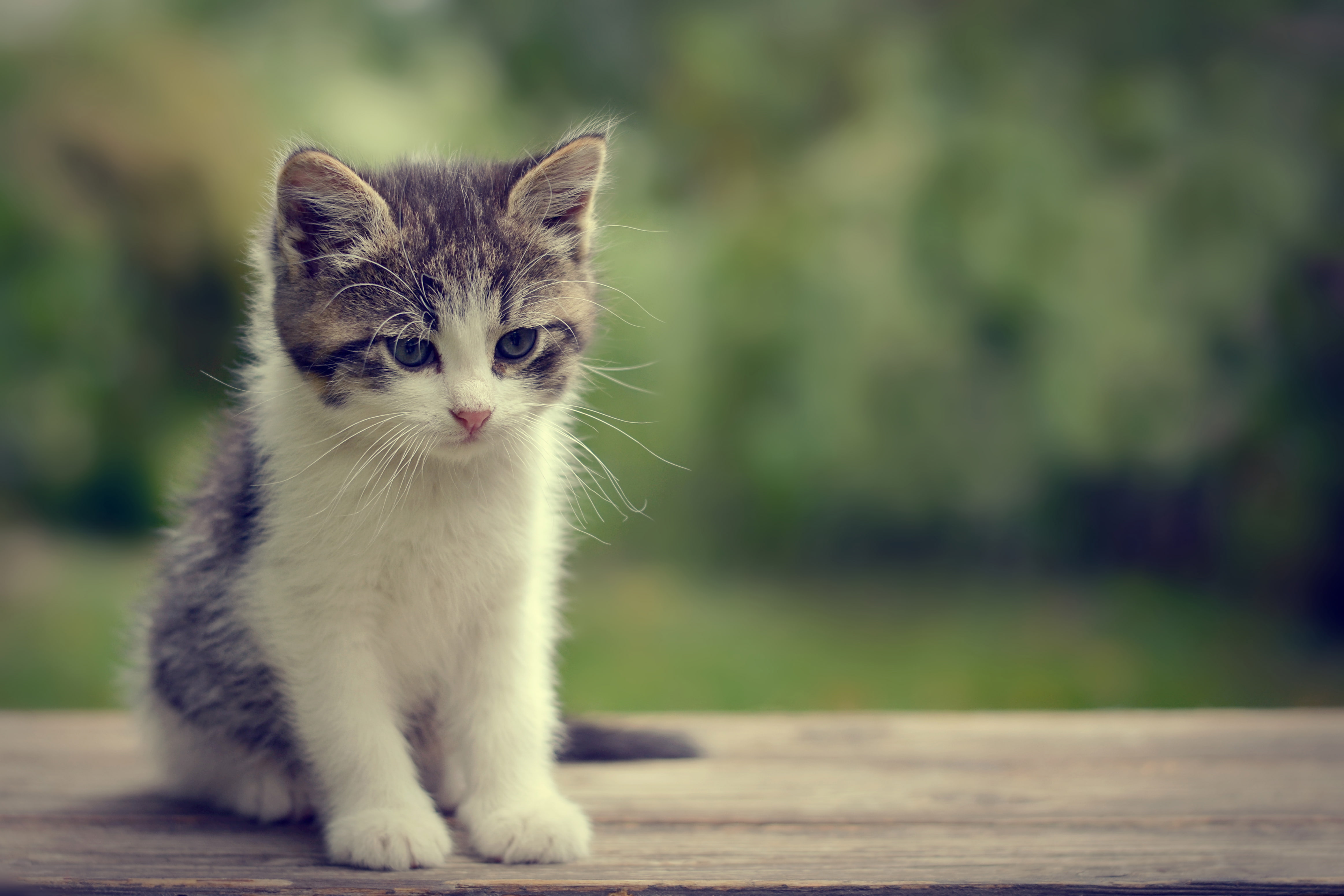look, kitty, muzzle, bokeh