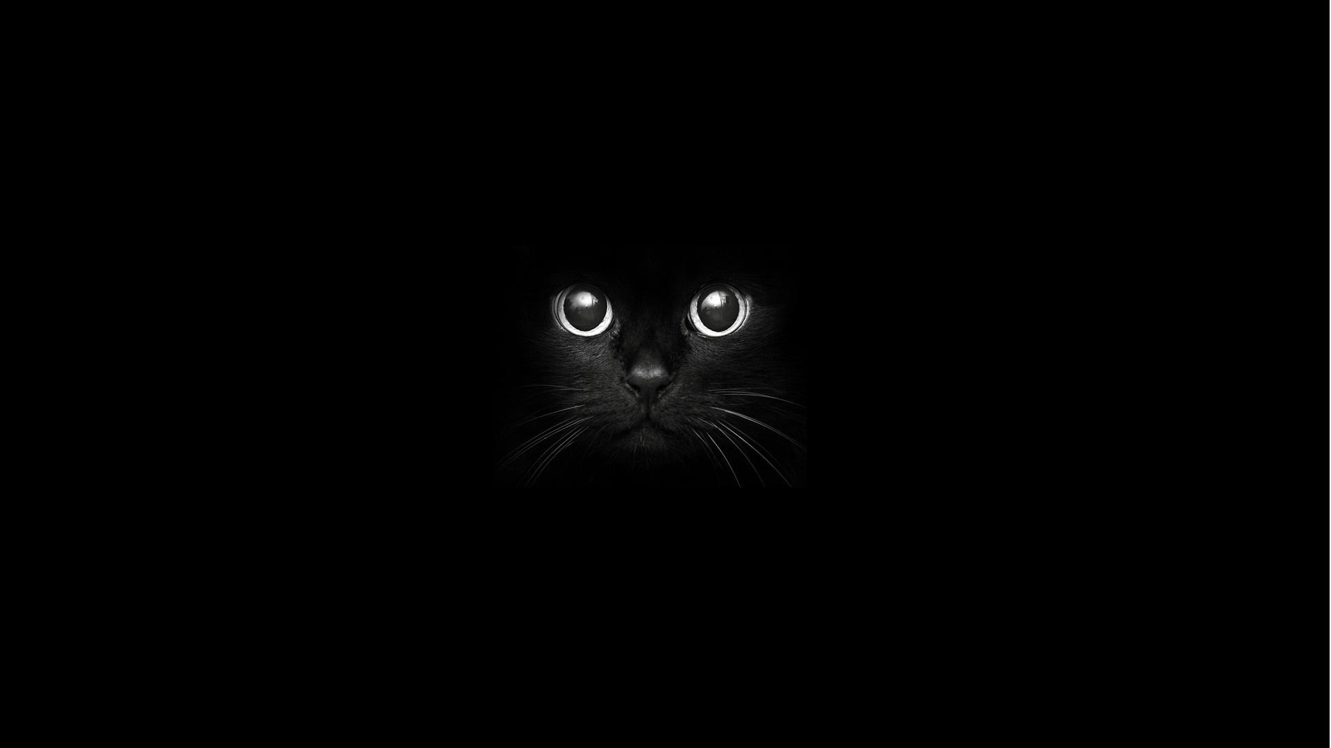 black cat, one animal, black background, looking at camera, studio shot