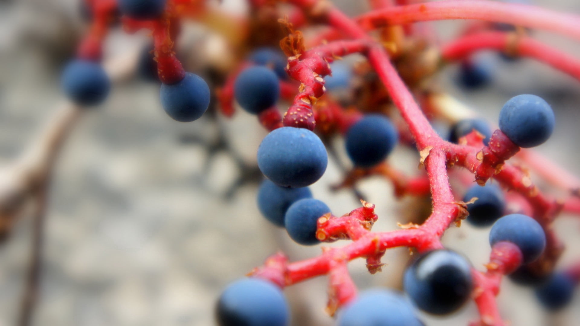 blue berry fruit, berries, branch, ripe, red, nature, close-up