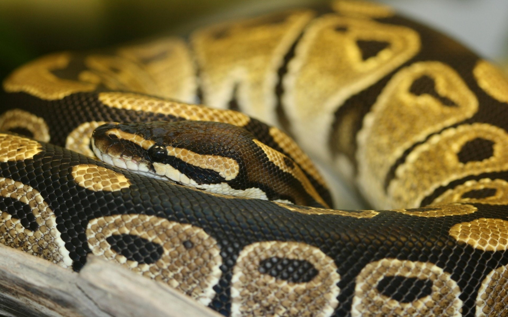 python, snakes