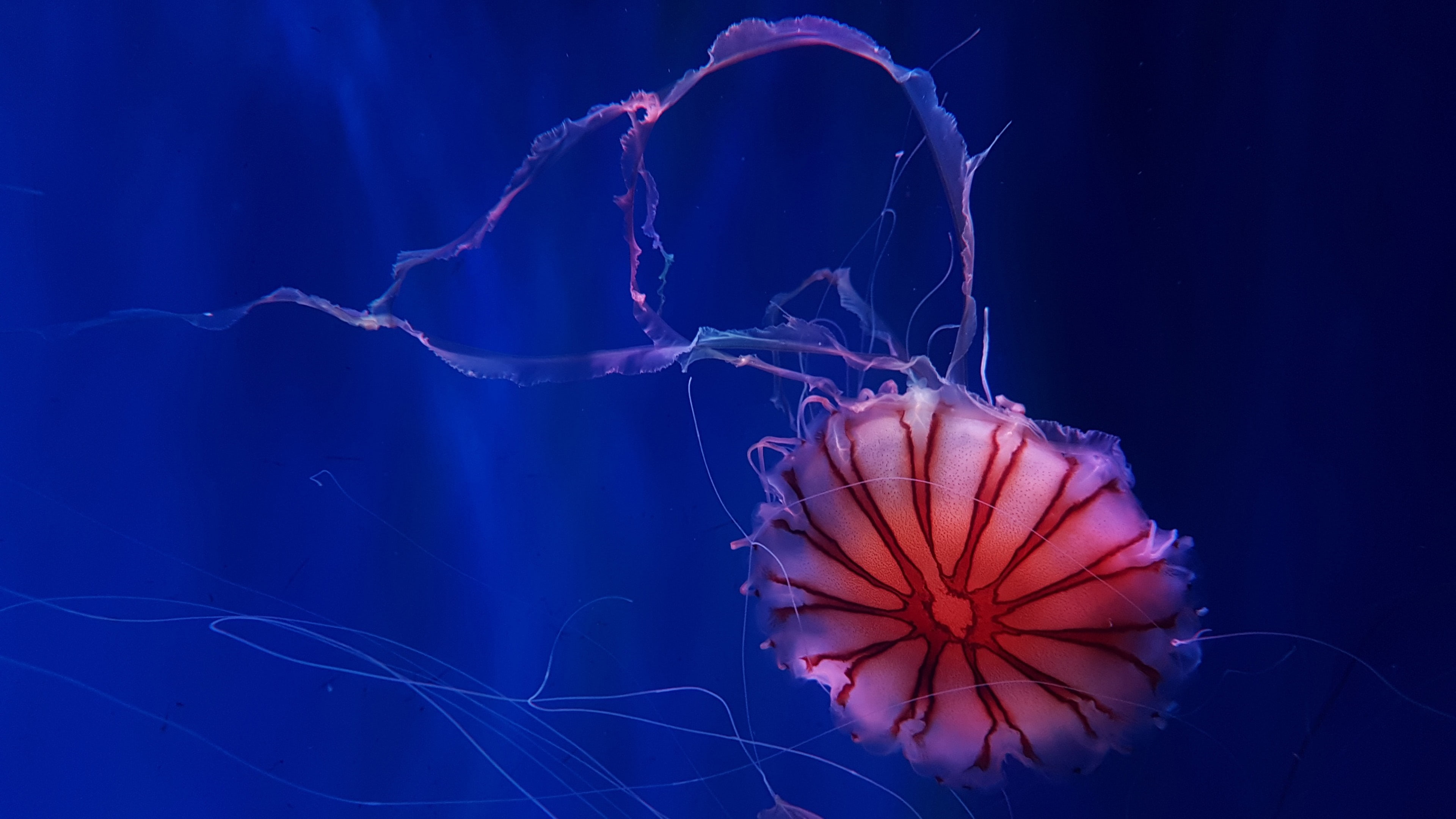 jellyfish, marine invertebrates, underwater, medusa, marine biology