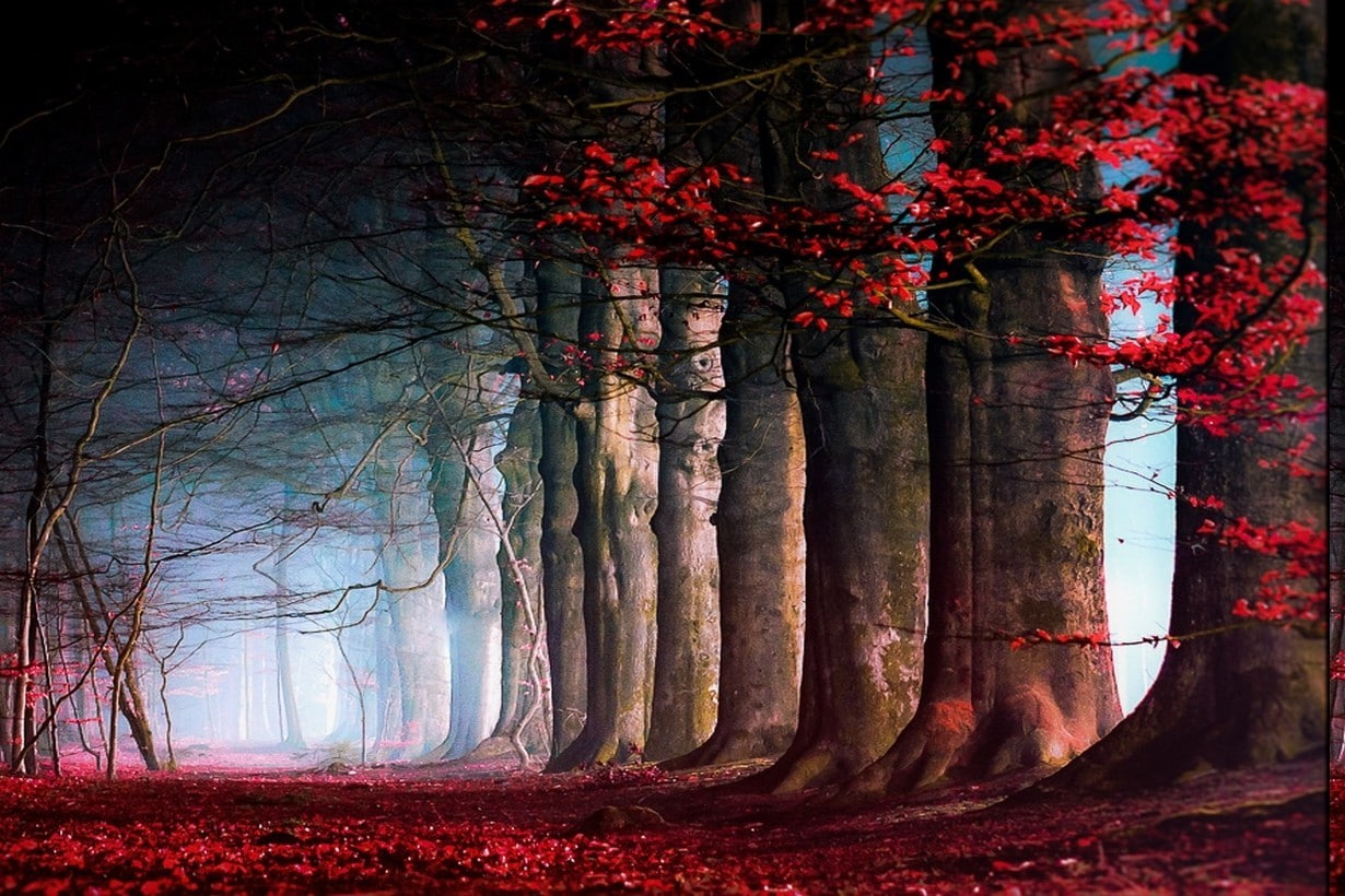 nature landscape fairy tale trees leaves mist path red blue daylight fall