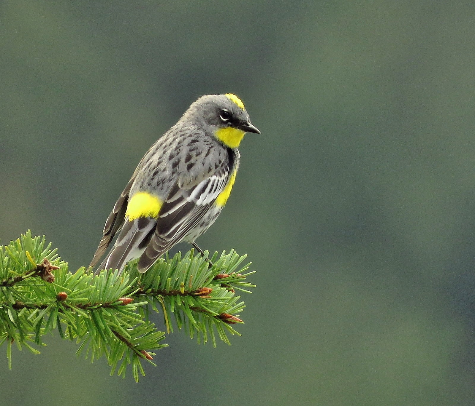 gray and yellow throated bird, yellow-rumped warbler, yellow-rumped warbler
