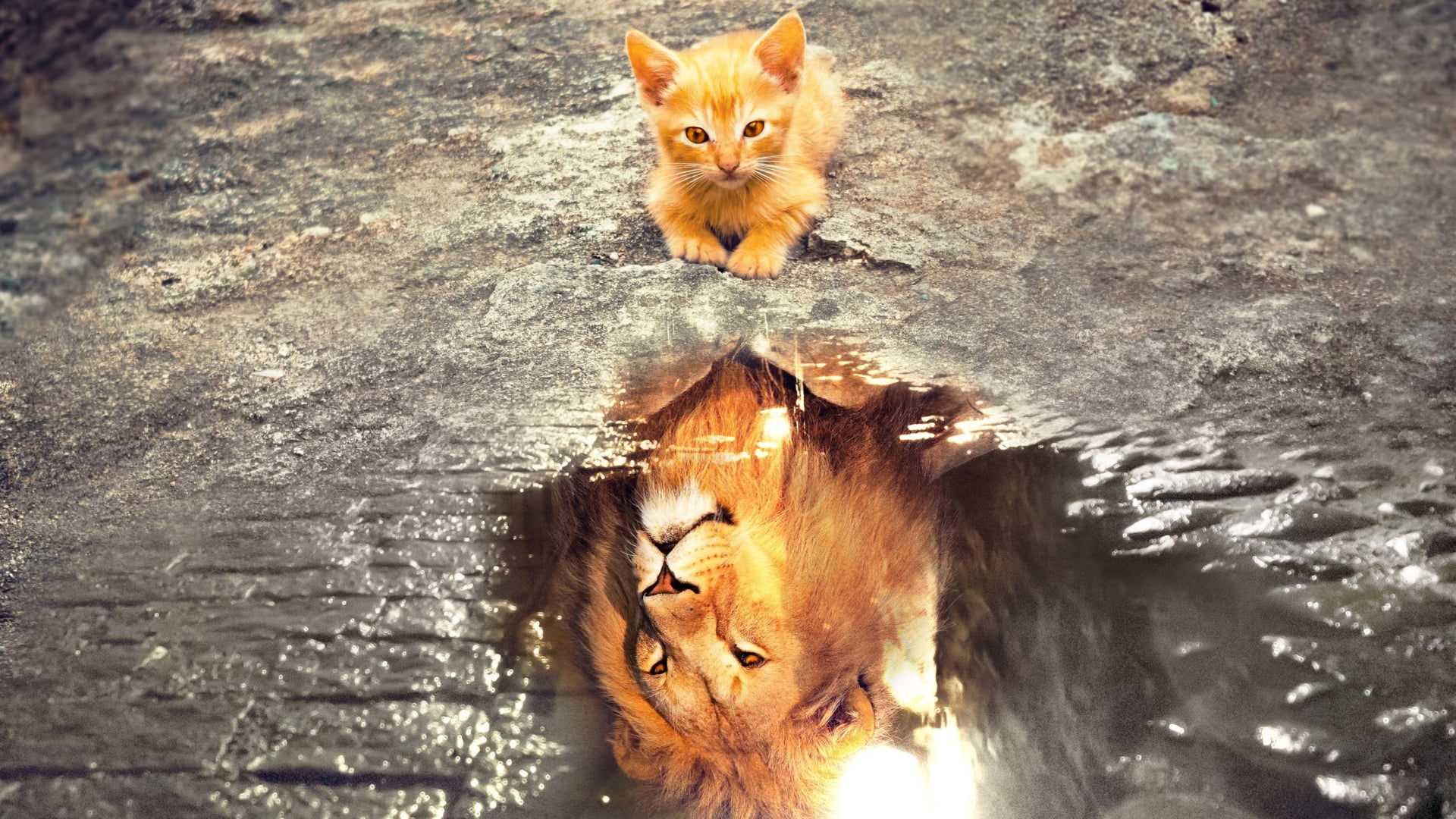 nature, animals, cats, kittens, lion, wild cat, water, reflection