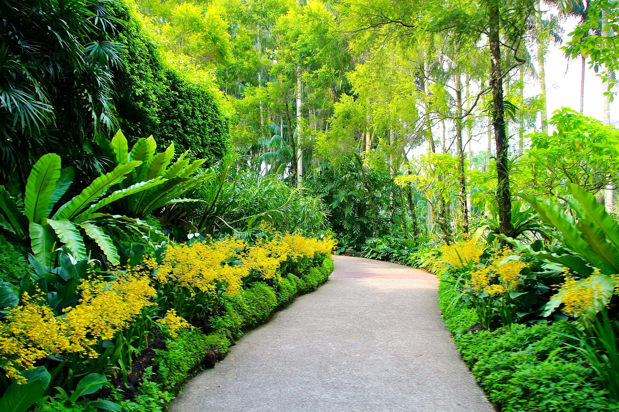 pathway, singapore, botanic gardens, walking paths, trees, nature