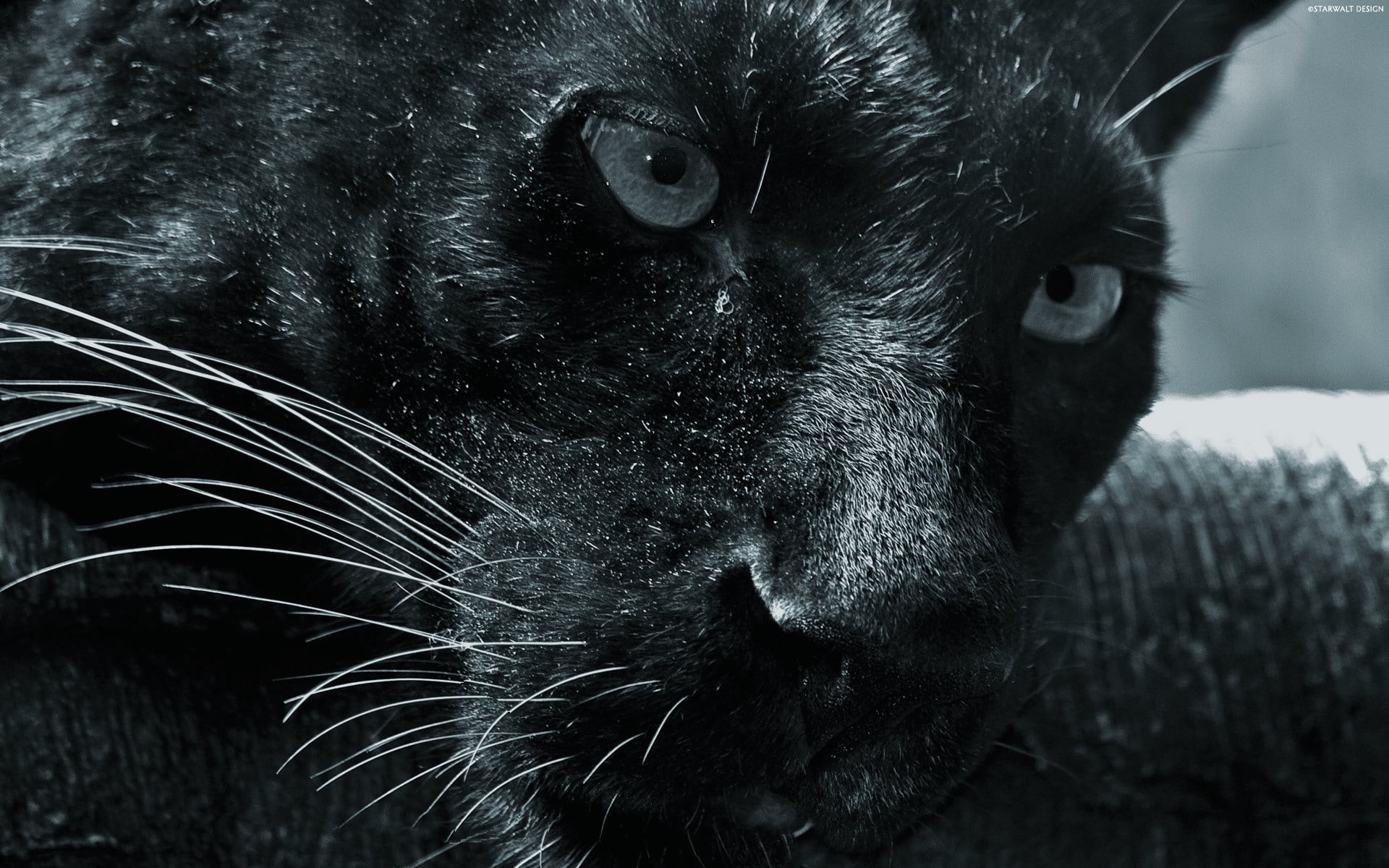 black panther, big cat, face, predator, animal, mammal, black Color