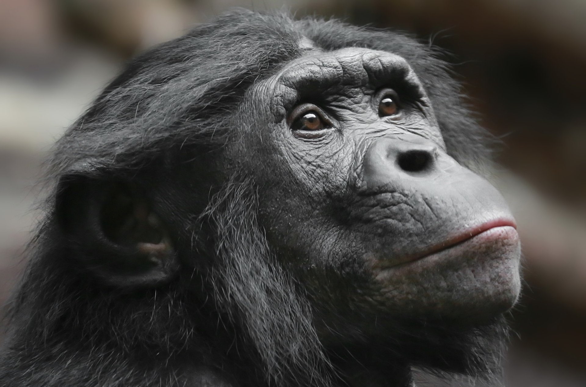 Monkeys, Bonobo, Primate, animal themes, mammal, animal wildlife