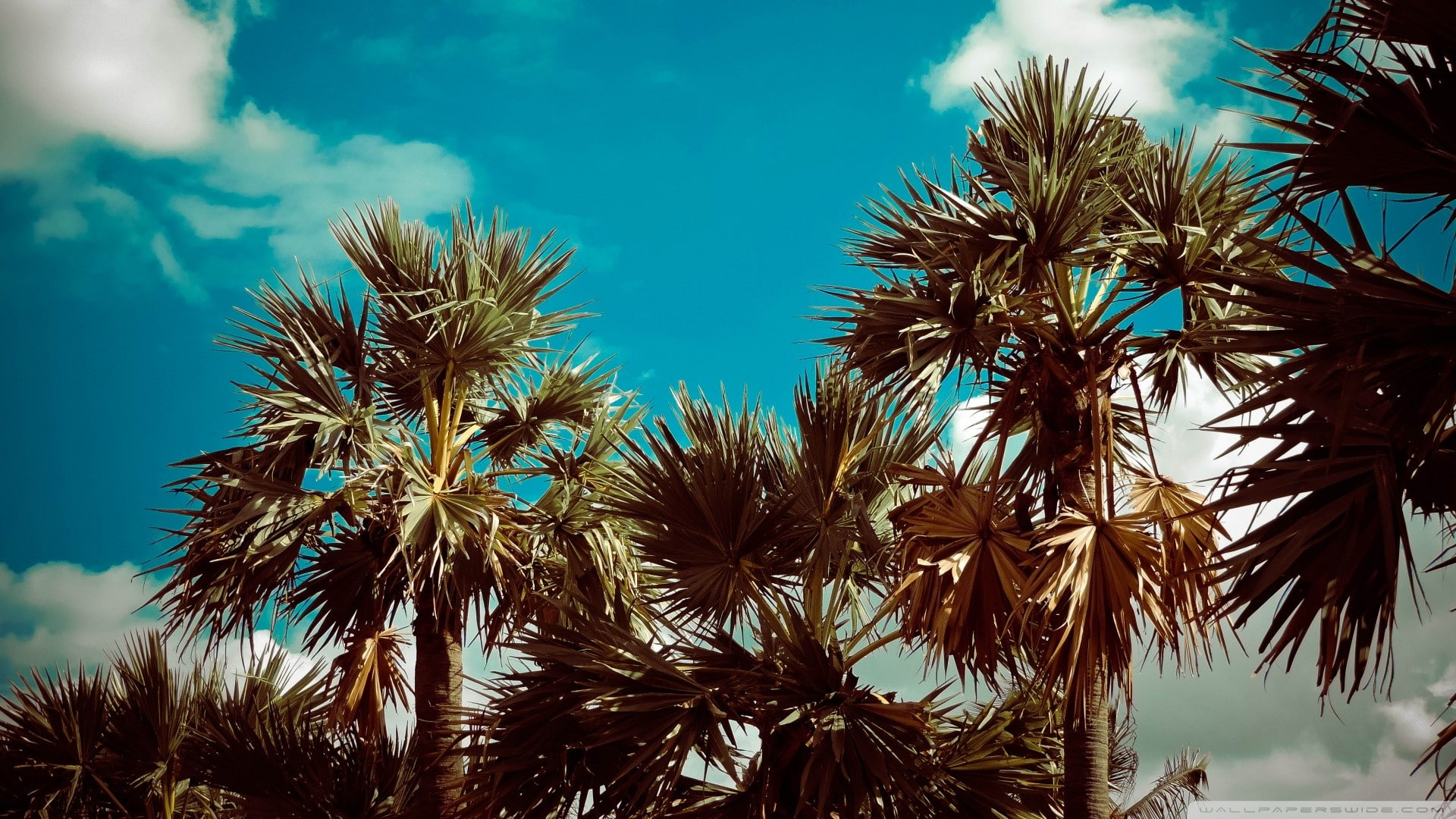 palm trees, tropical, summer, outdoors, clouds, plant, sky