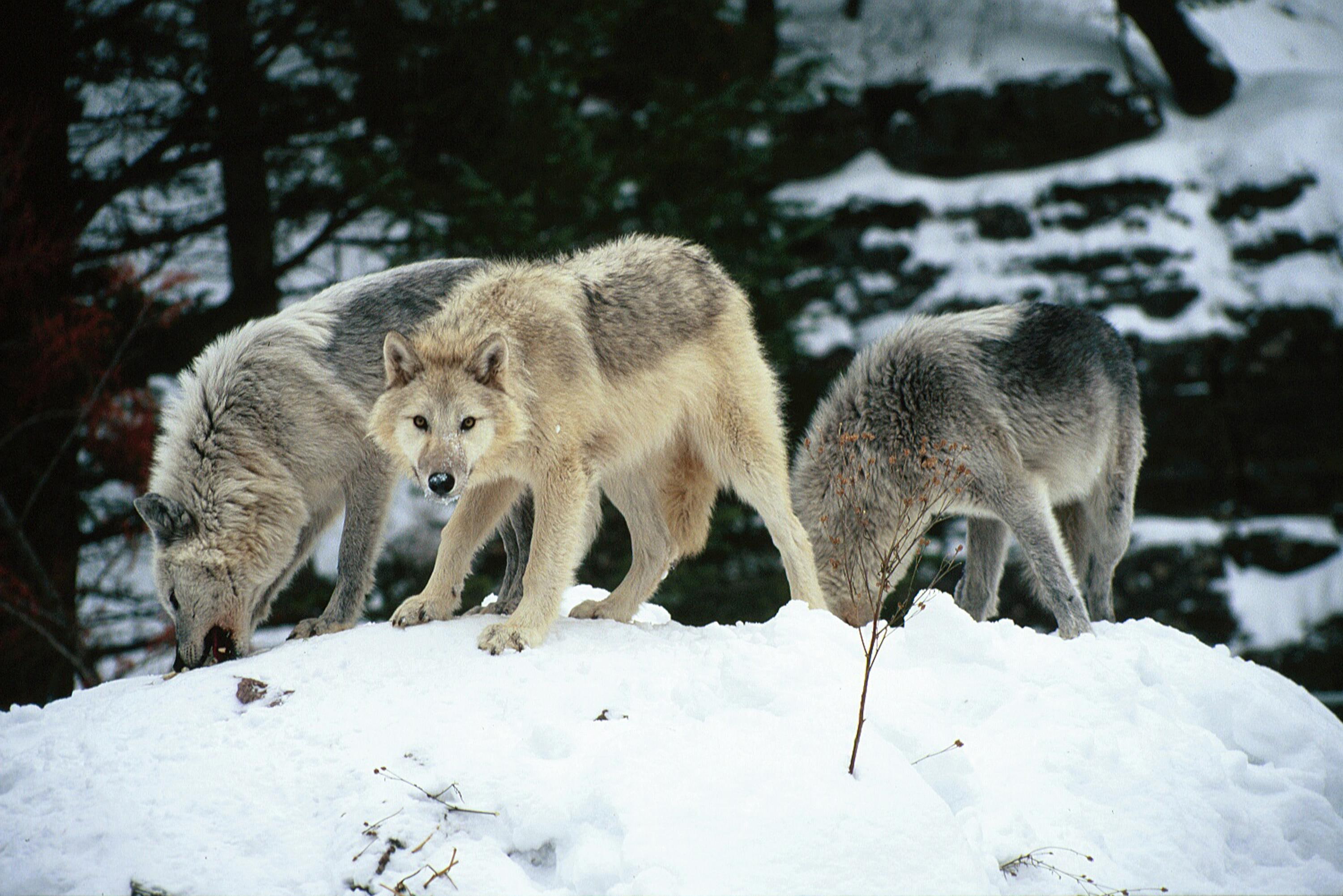 predator, wolf, wolves