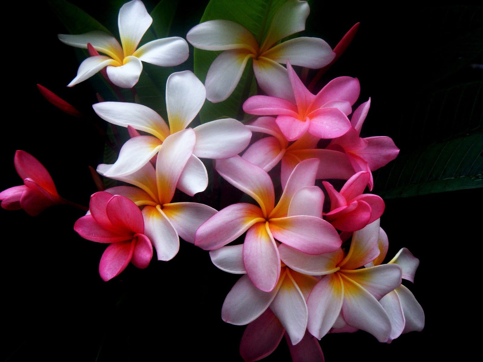 white-and-pink Plumeria flowers, colored, black background, nature