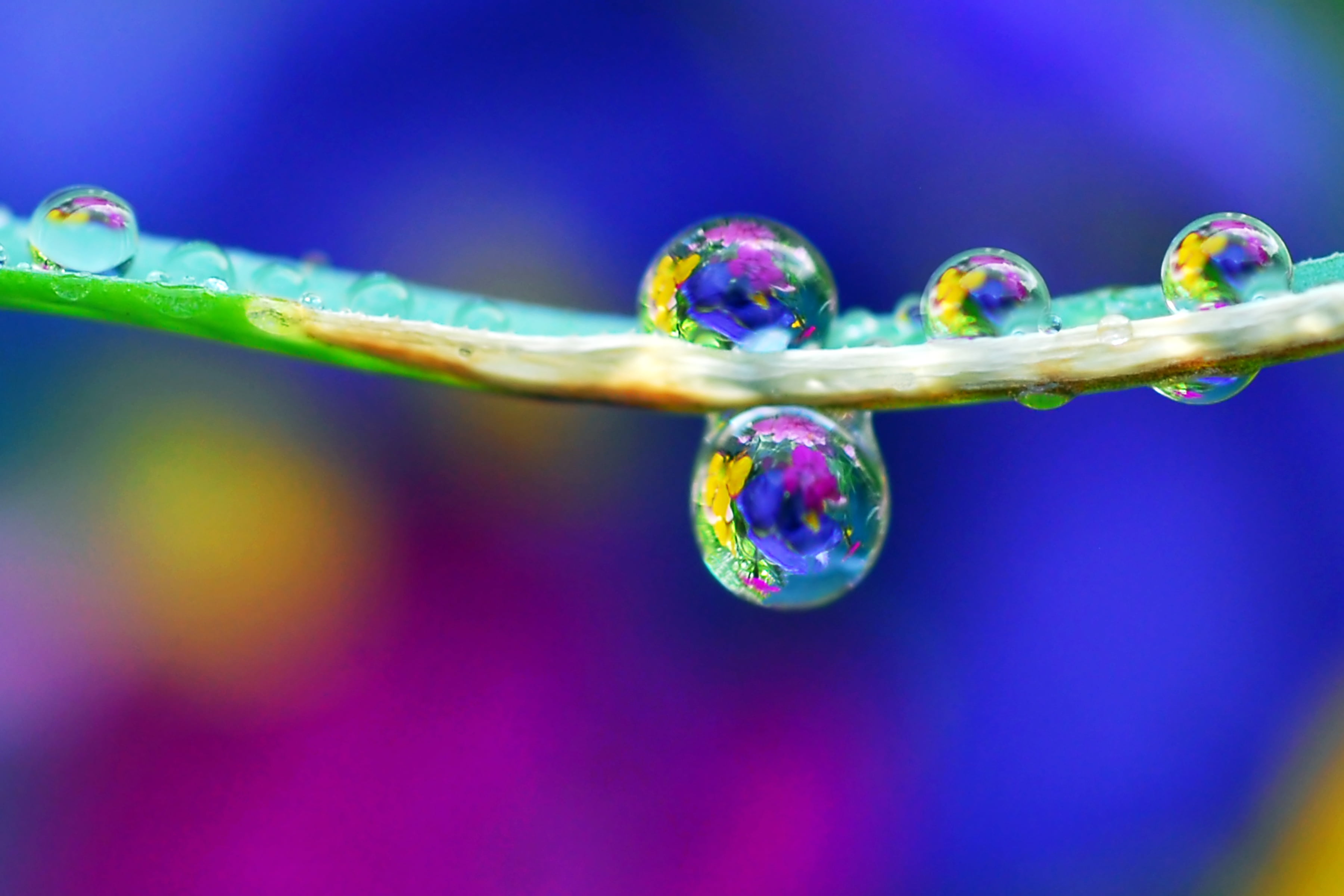 macro photography of water droplets, splash, garden, drops, nature