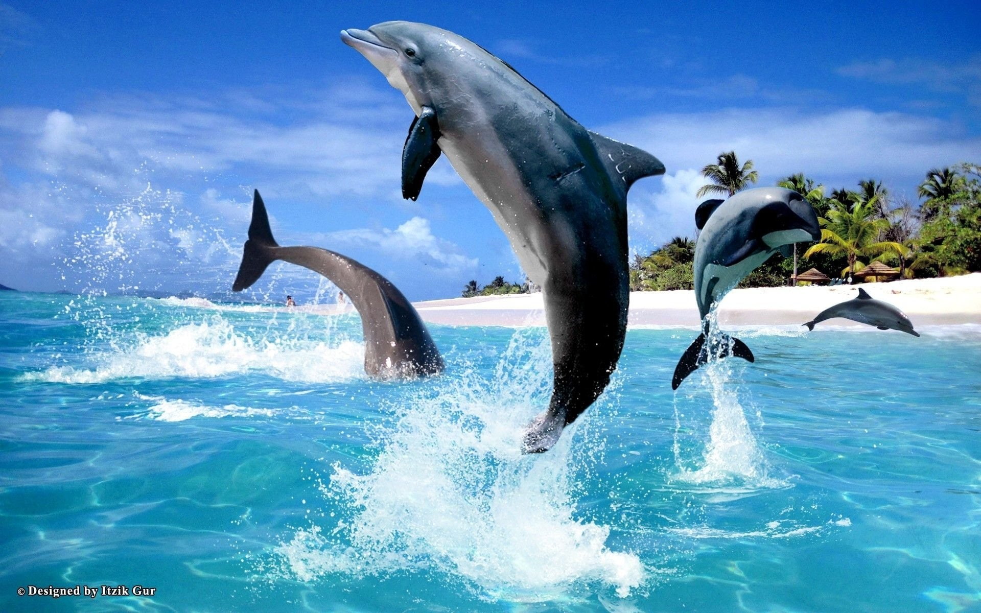 Animal, Dolphin