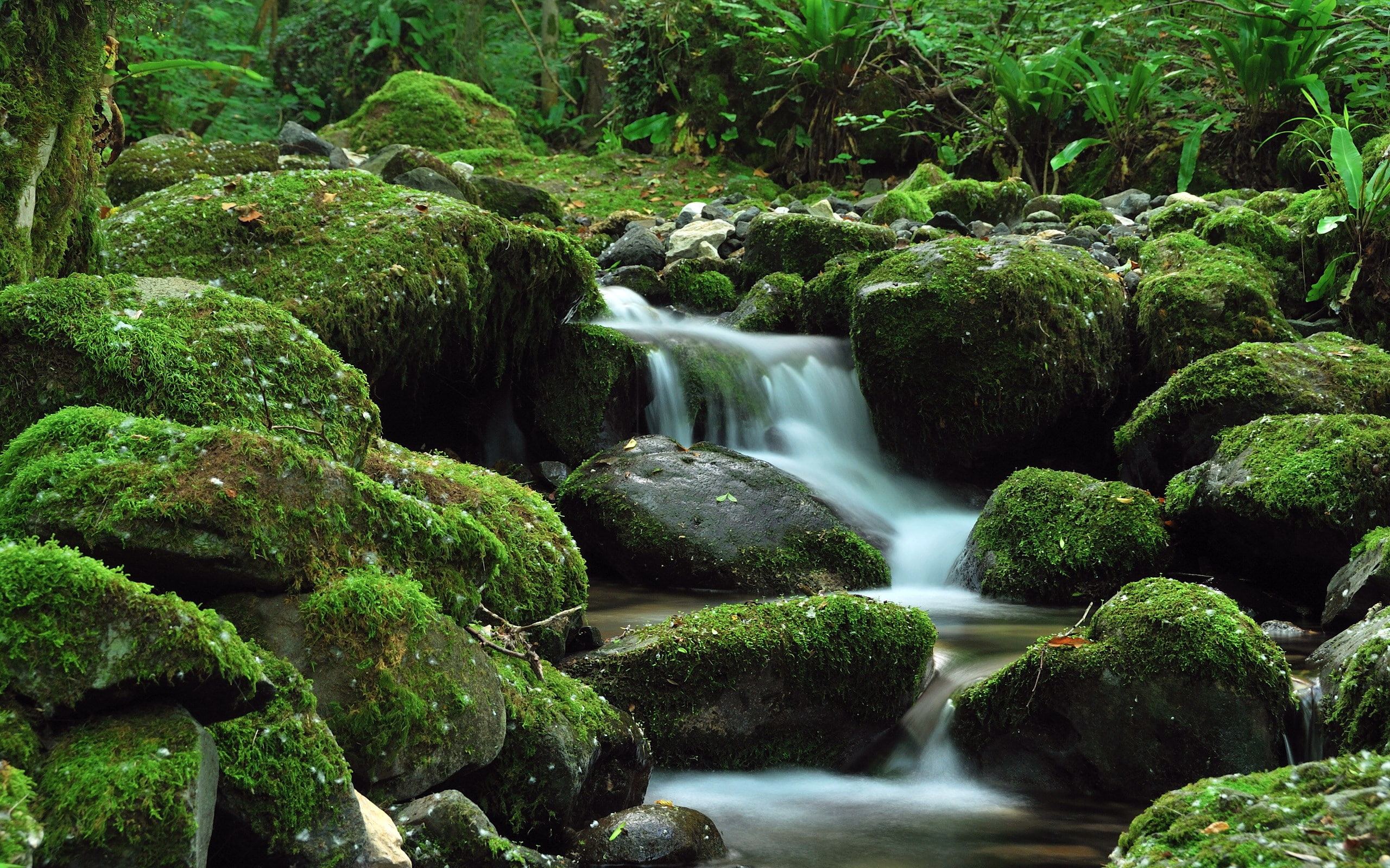 stream