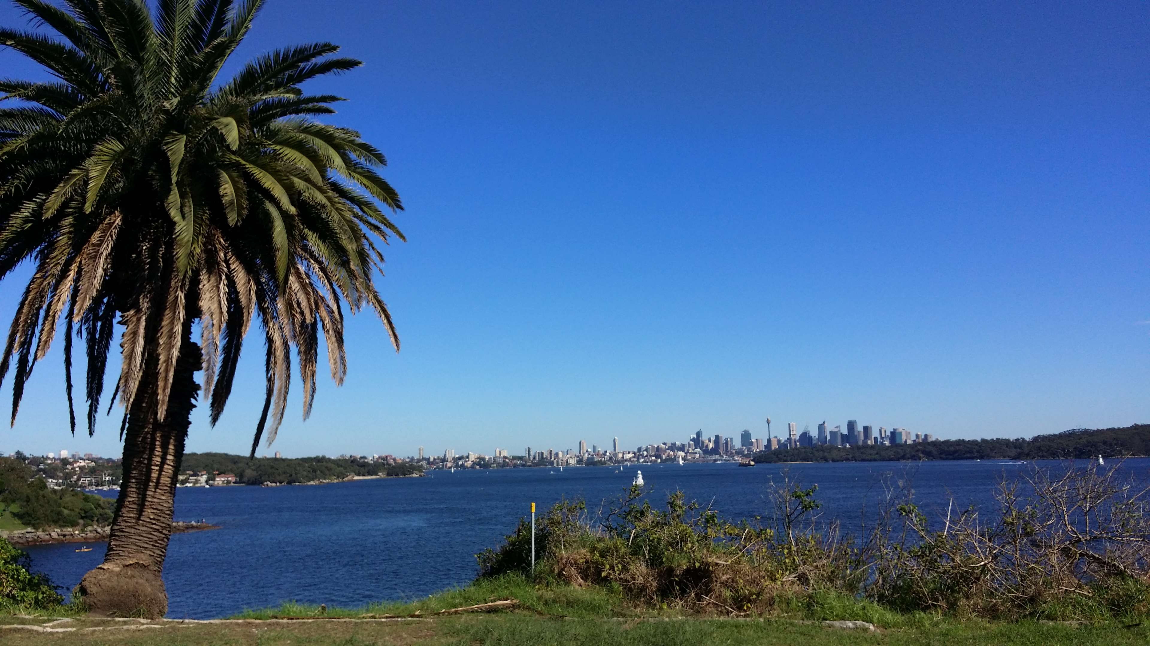 skyline, summer, sydney, water, tree, plant, tropical climate