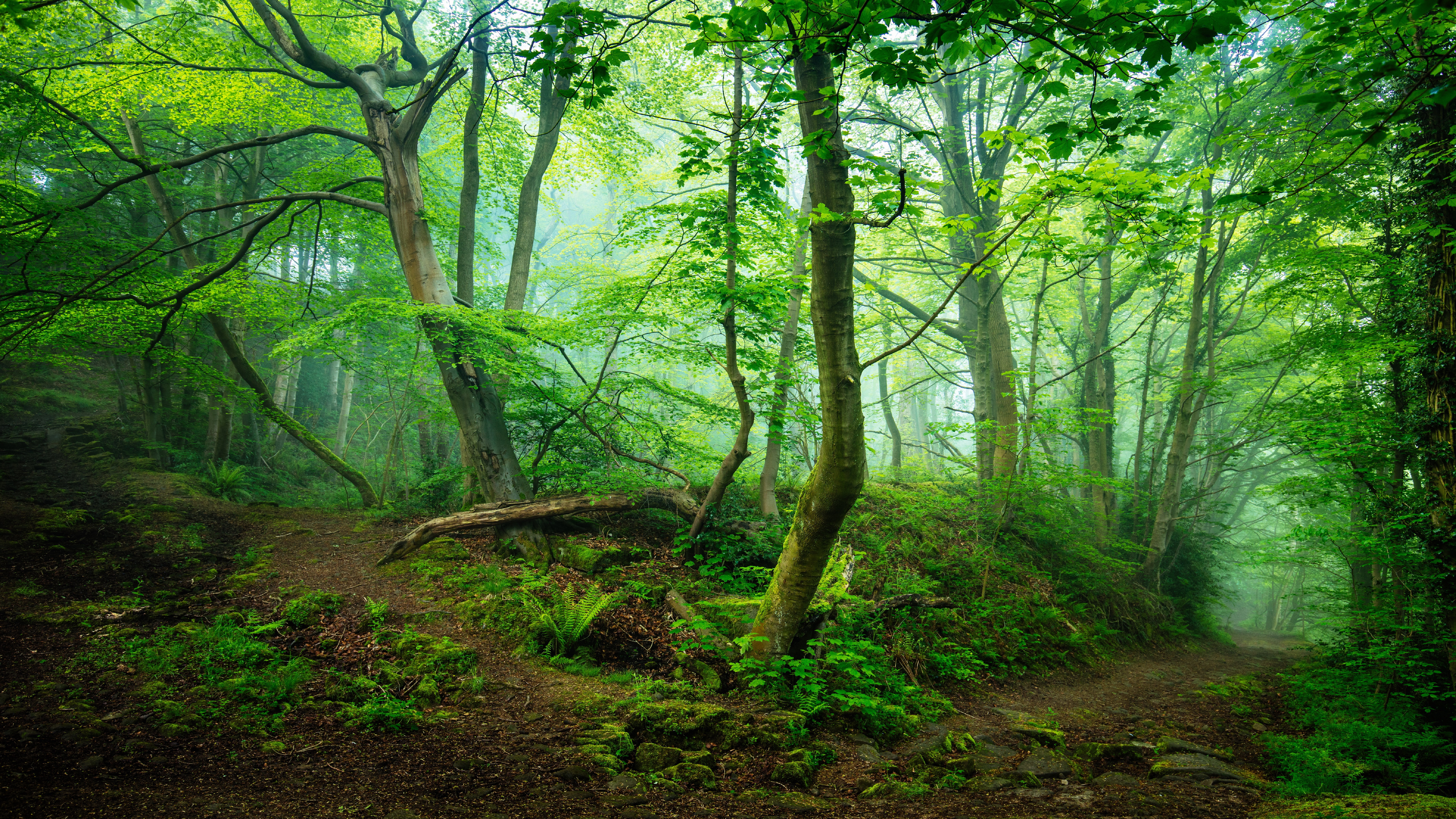 green forest, green nature, forest path, pathway, woods, enchanting