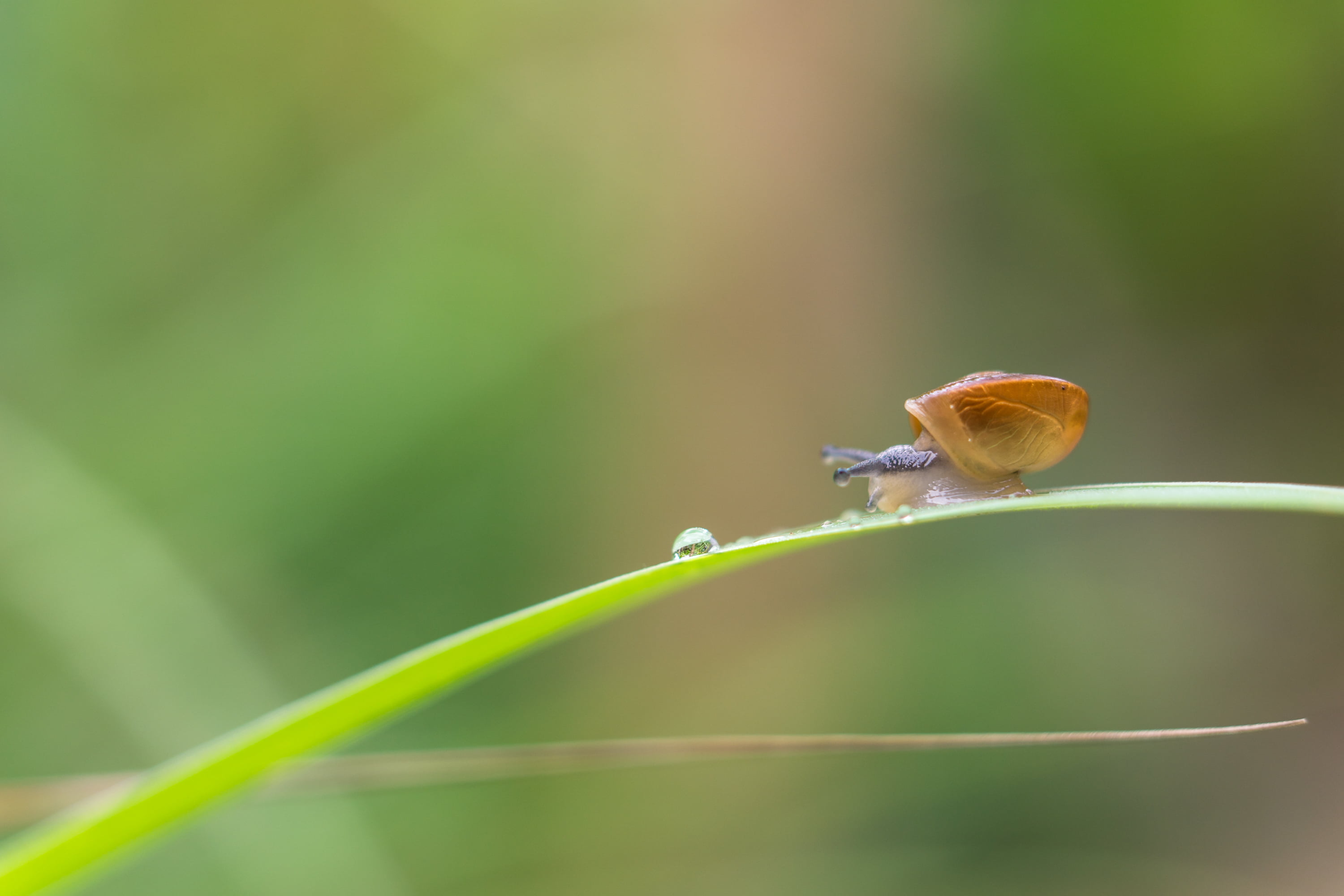 close-up photography of snail on linear leaf plant, Water, please