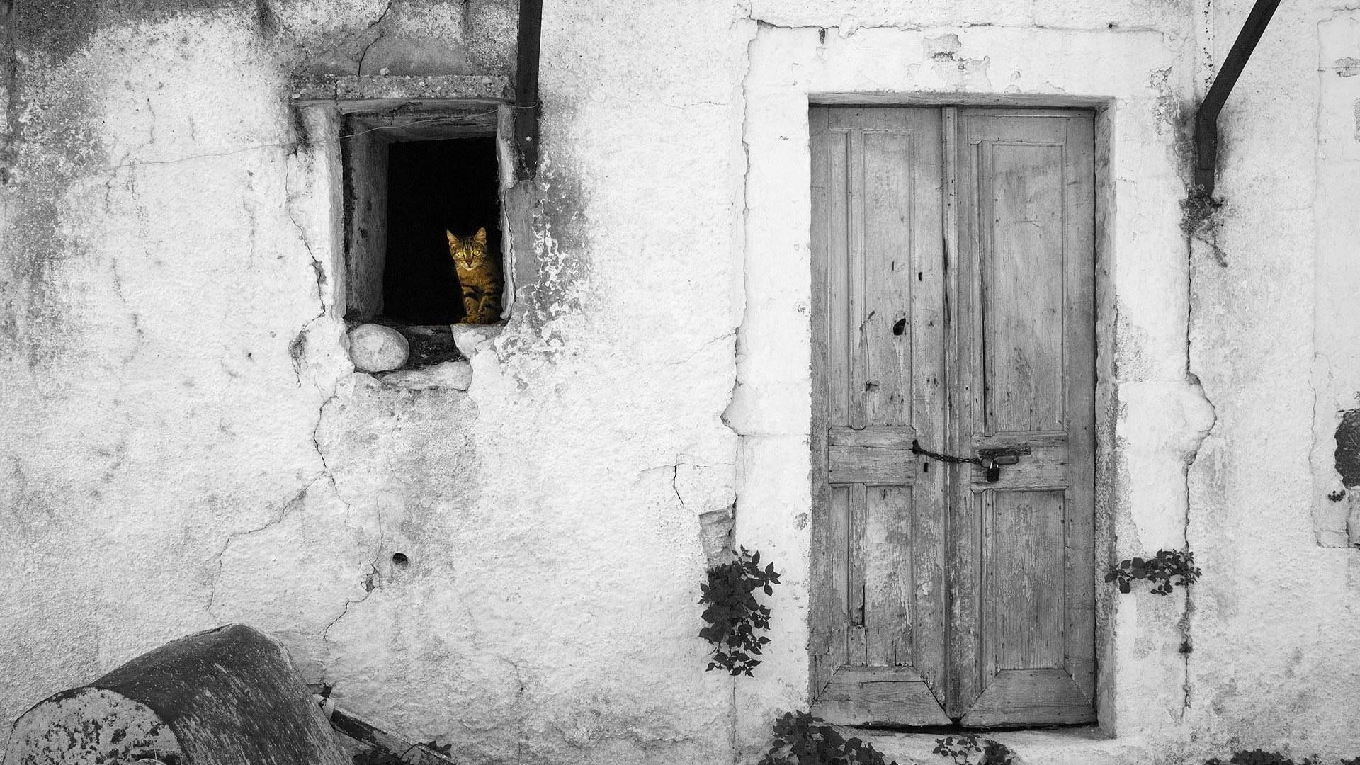 Cat In Window Colorsplash, gray wooden door, photography, black and white