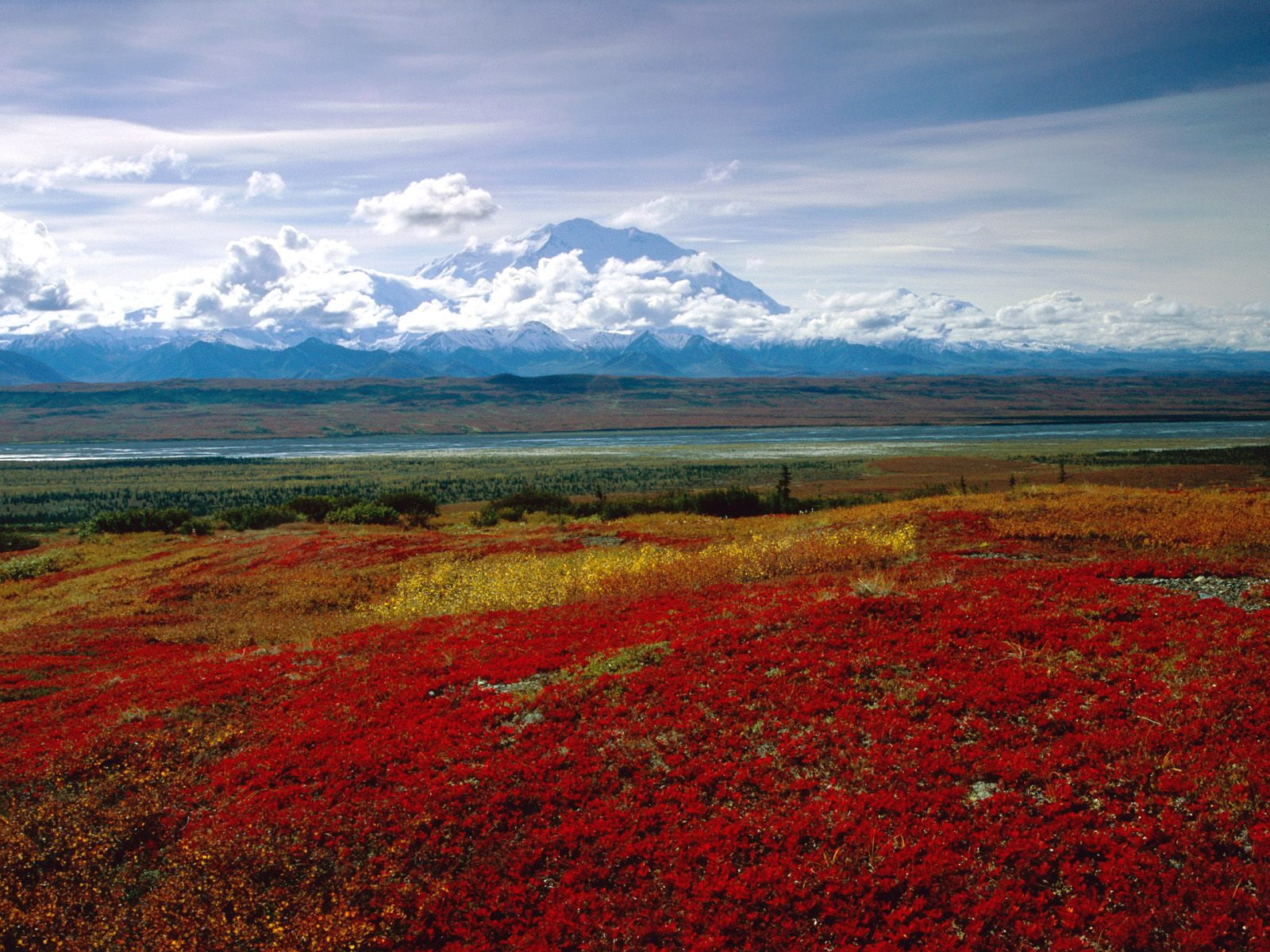 Brilliant Colors of Denali National Park, Alaska, red petaled flower field