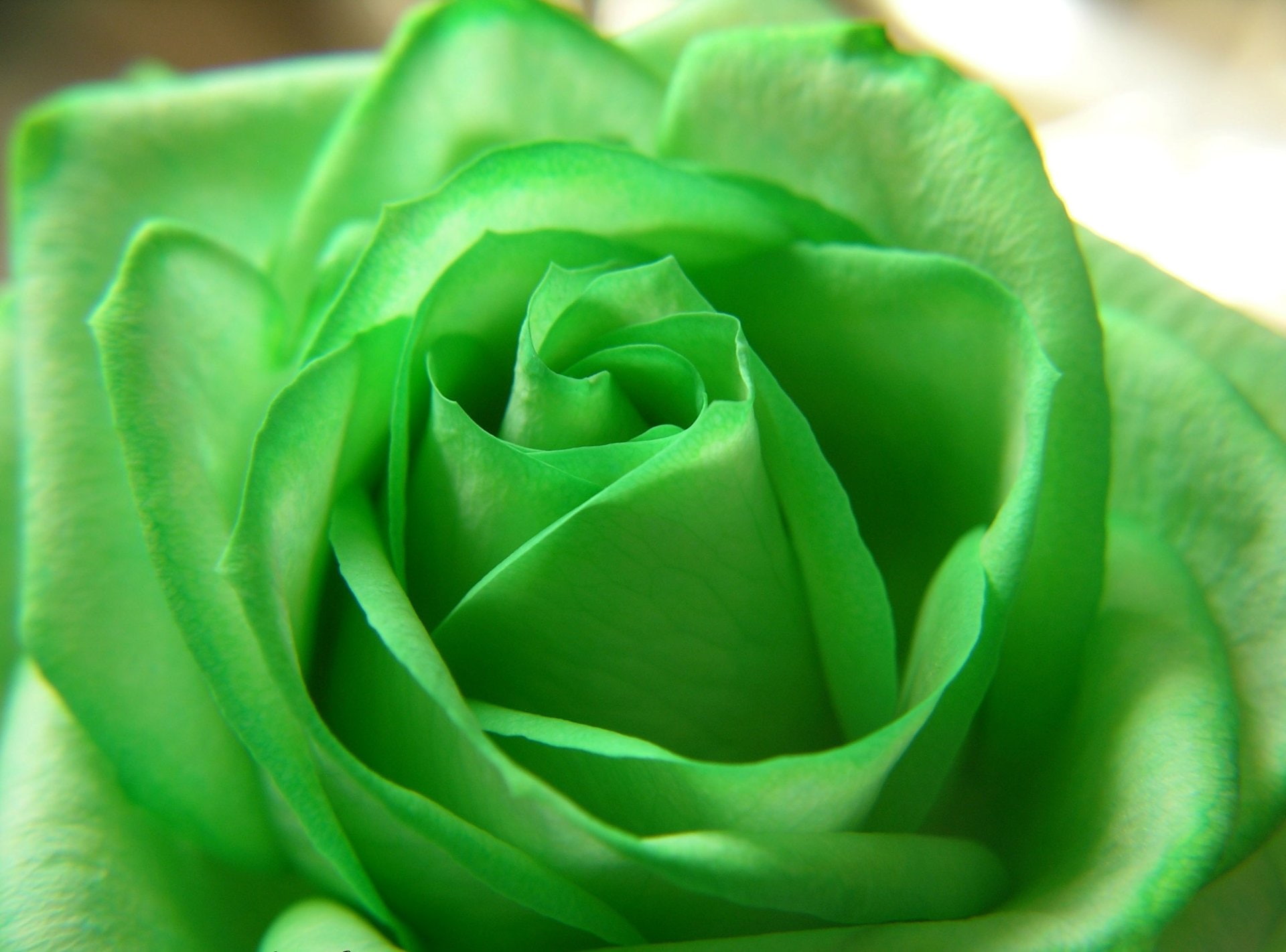green Rose flower, Flowers, Pastel