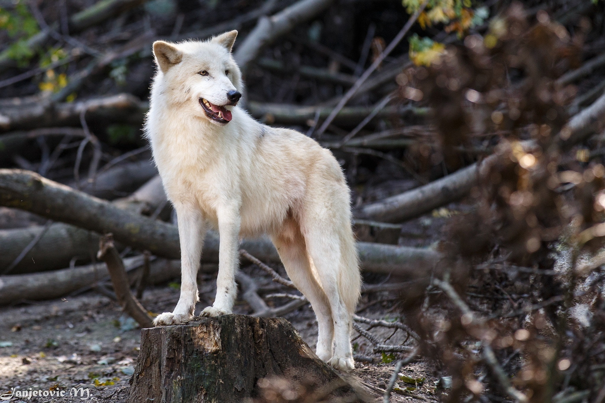 predator, handsome, white wolf